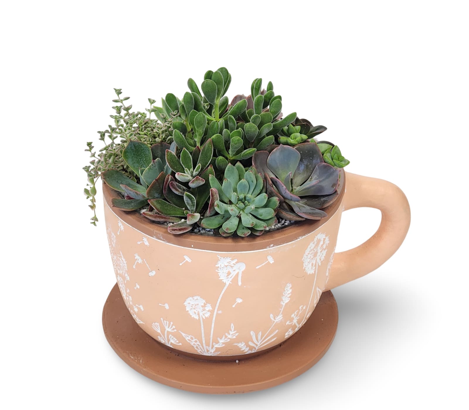 Large Pastel Ceramic Teacup Succulent Planter - Add a charming touch of greenery to your space with this delightful arrangement of mixed succulents, thoughtfully planted in a peach-toned ceramic teacup planter. Featuring delicate white floral etchings and a matching saucer, this whimsical piece brings warmth and personality to any room. Perfect as a gift or a cheerful accent for your desk, windowsill, or coffee table. 