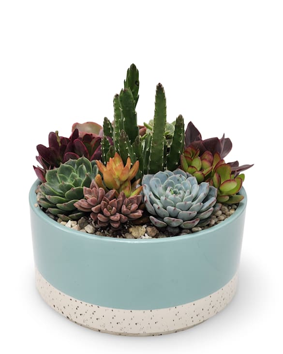 Large Blue Ceramic Succulent Planter - A 9.5"x8" blue ceramic container full of a variety of succulents.