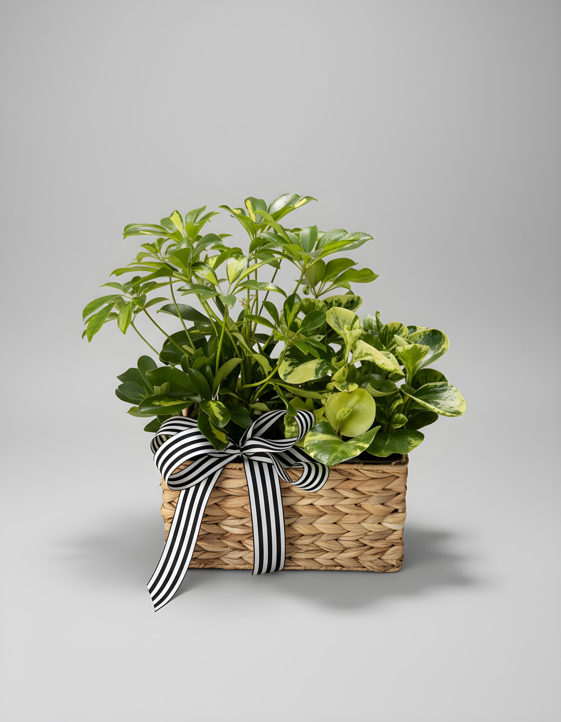 Live Long &amp; Prosper Plant Basket - Plant basket. Perfect for any occasion. Birthday for the plant lover, get well for those allergic to flowers and sympathy for a tender remembrance.