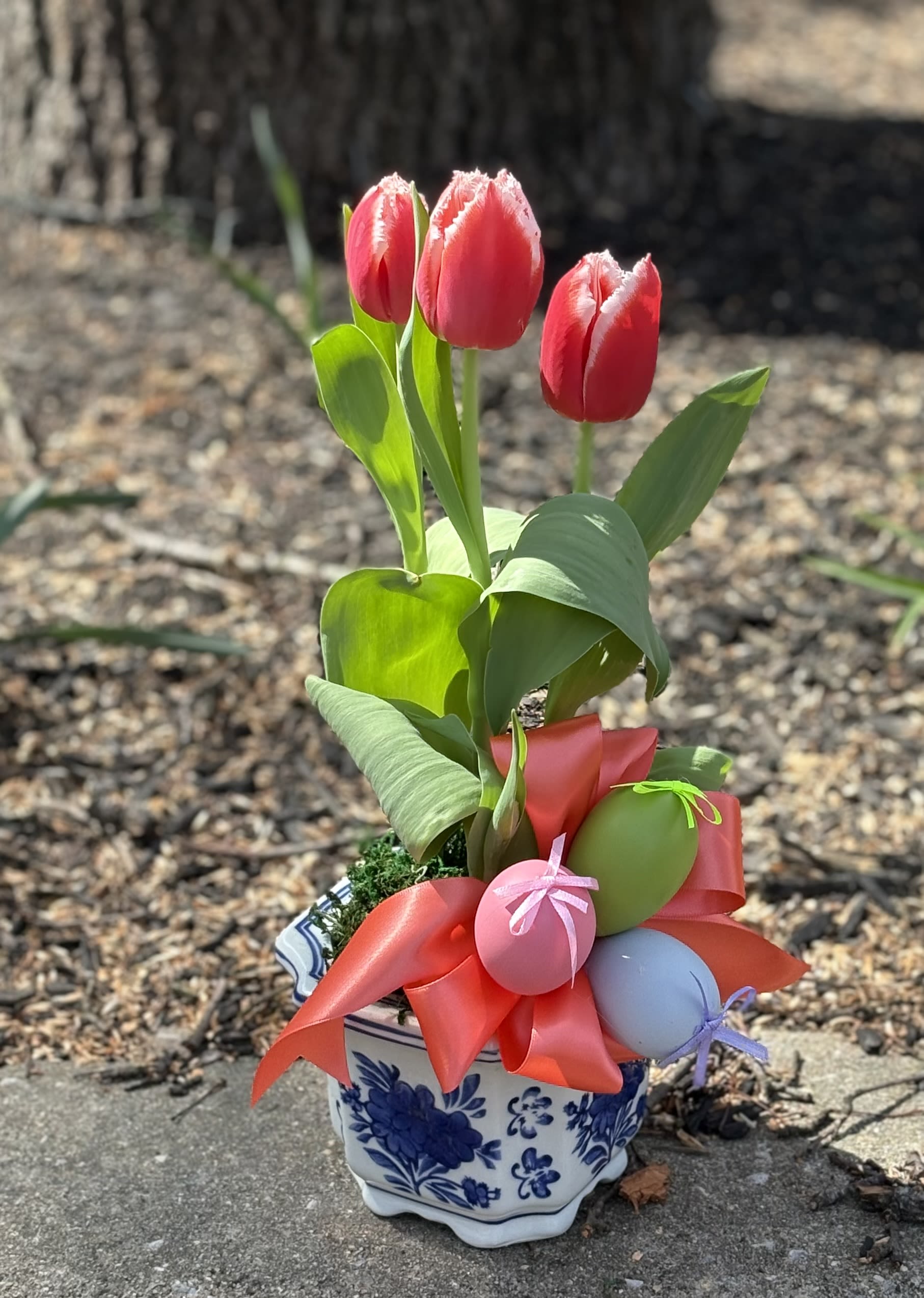 Spring Bulb Plants - Spring bulb plants abound!!! Let us choose a colorful bulb plant suitable for any spring occasion. Ready for gift-giving in a 4" blue and white floral ceramic pot. Accented with a bow, and other natural accents for spring, or egg for Easter. Plant availability is tulips, daffodils, or hyacinth.