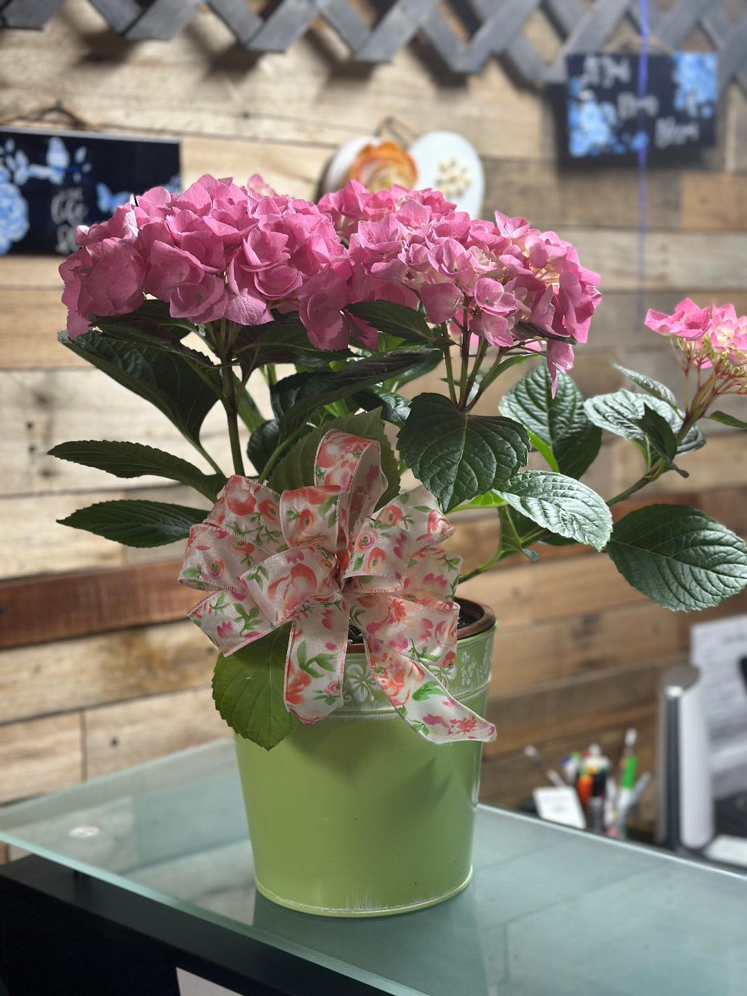 Blooming Hydrangea Planters - A magnificent blooming Hydrangea plant ,we offer both pink and blue hydrangea blooms at this time, perfect for a special birthday, housewarming or really anything!! Color may vary depending on the availability.