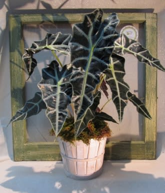 Potted plant with dark, arrow-shaped leaves in a white basket-style pot