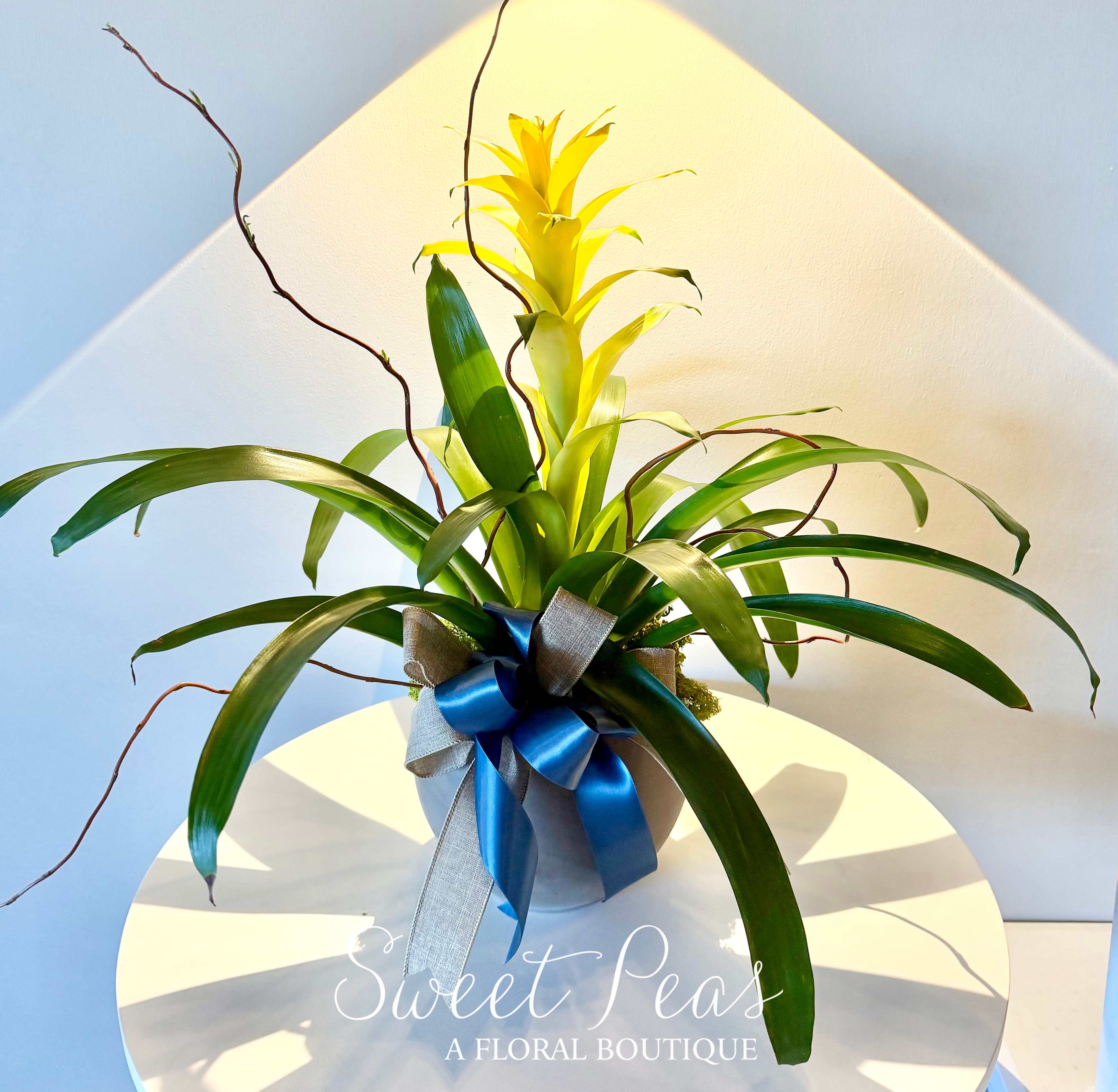Guzmania Bromeliad Plant - A striking bromeliad with glossy green foliage, artfully accented with curly willow and finished with a rich satin ribbon. Designed in a contemporary ceramic container, this long-lasting plant brings vibrant color, texture, and modern elegance to any space. Bromeliads are yellow, pink, red and orange. 
