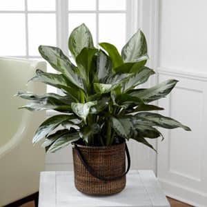 Potted variegated houseplant in a woven basket