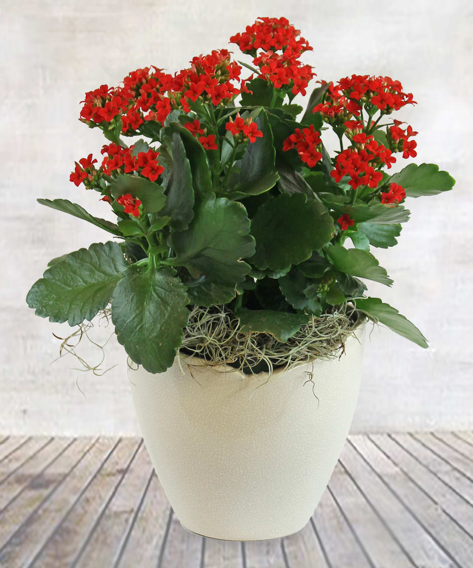 Potted plant with red flowers in a white planter