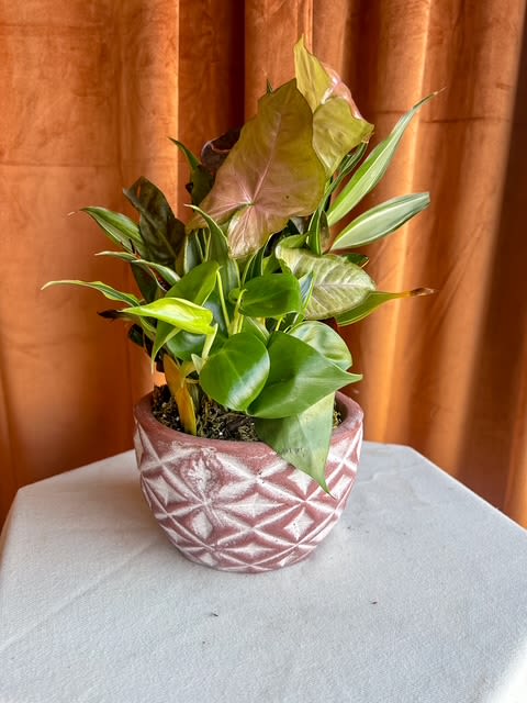 Leafy green houseplant with mixed foliage in a pink patterned ceramic pot on a white surface