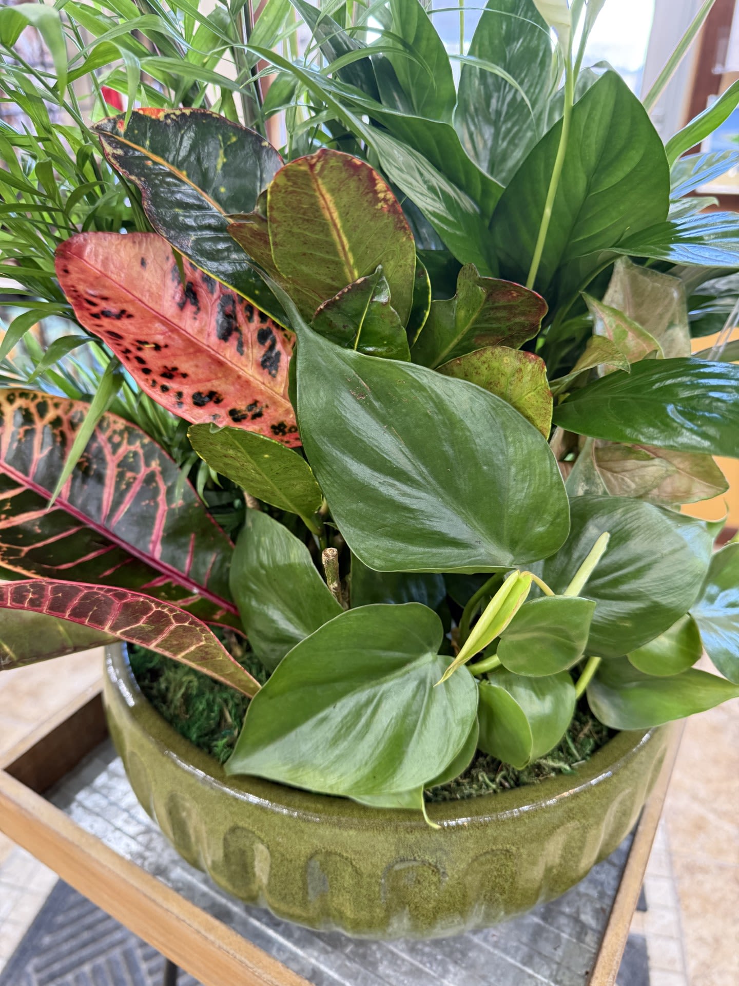 Dish Garden- Large - 12 inch dish garden