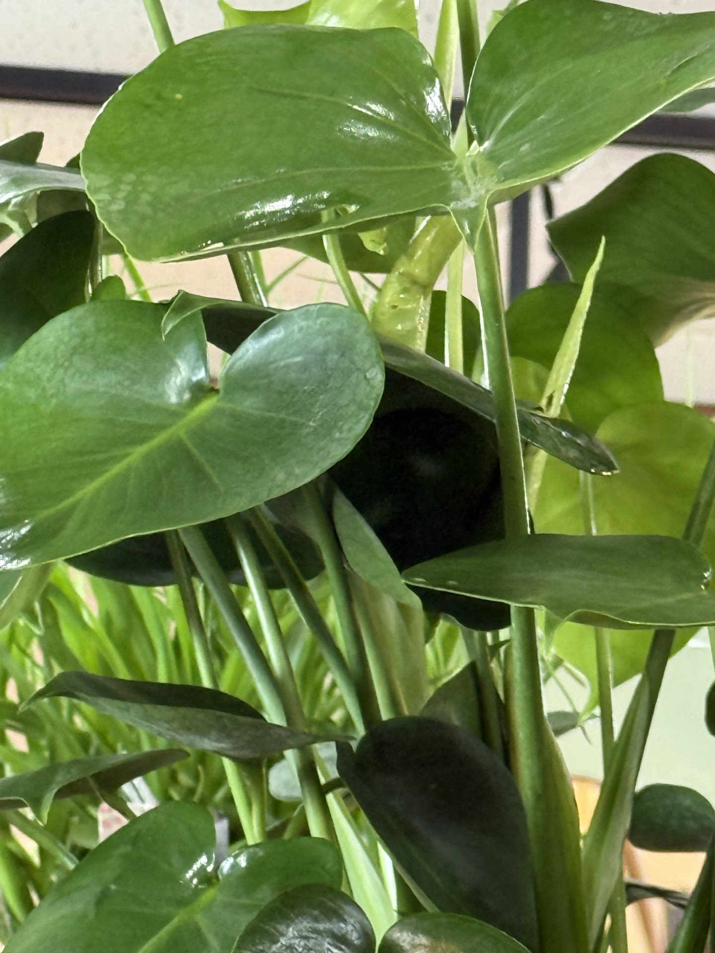 Philly Split Leaf Plant in 10 Inch Basket - Monstera in basket