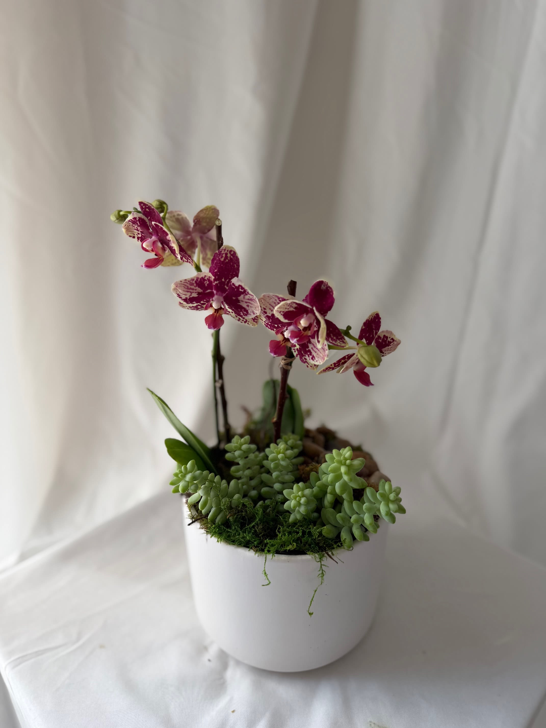 Mini Orchid &amp; Succulent Garden - 1 mini orchid and 1 succulent in a ceramic 6"x6" container. A small yet elegant piece, perfect for someone who wants to liven their home without sacrificing too much space! Goes great on a coffee table, kitchen counter, or entry way.  We only have 3 available***