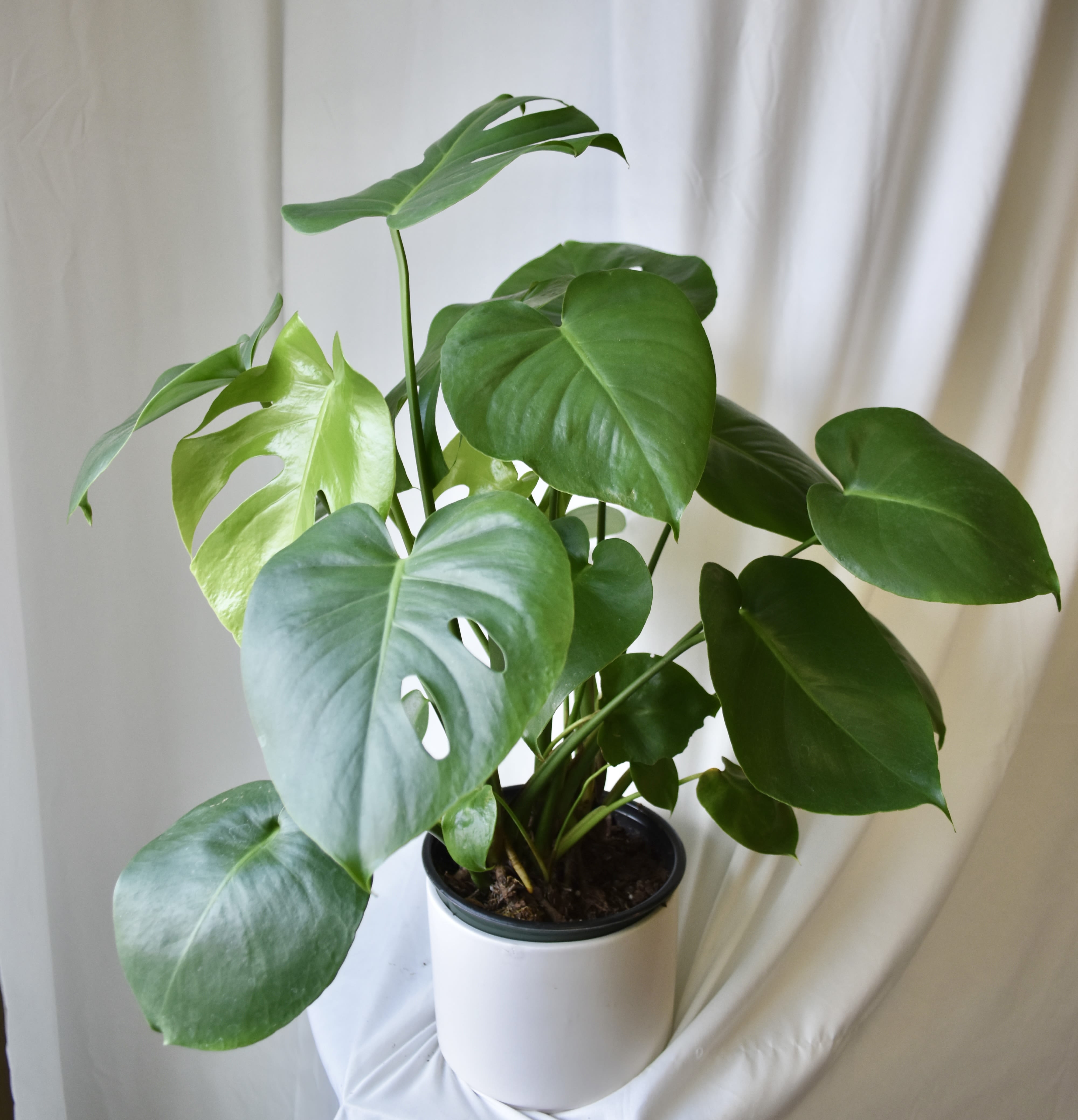 Large green houseplant with split leaves in a white pot.