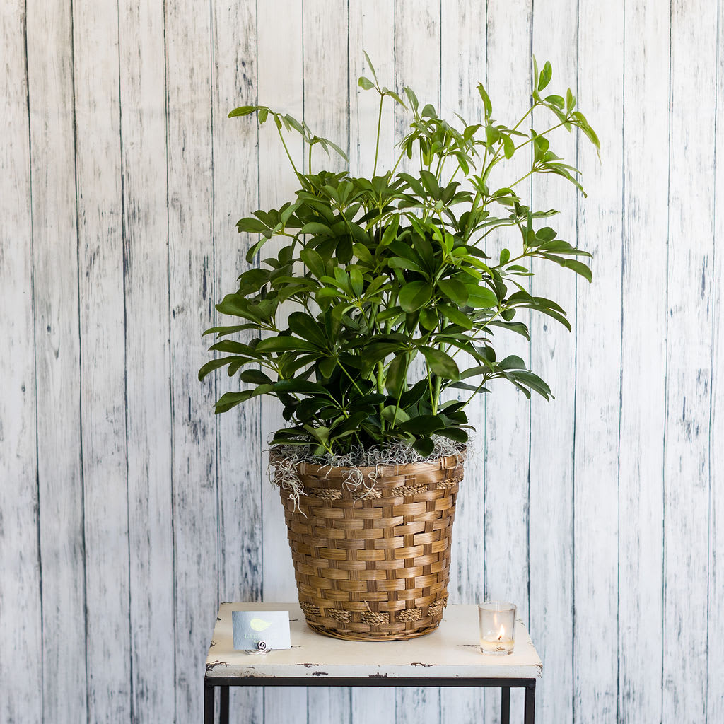 Tall green houseplant in a woven basket on a small table with a candle and card
