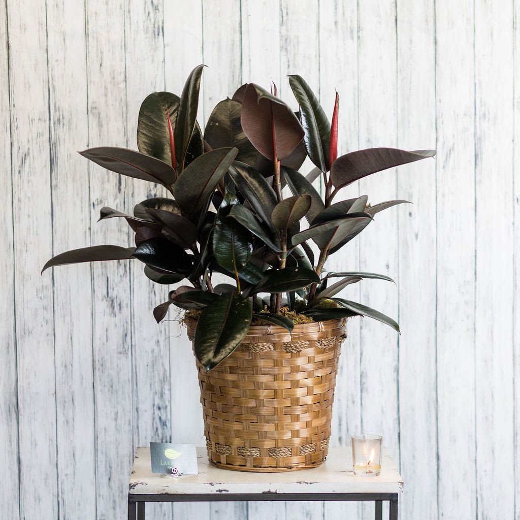 Potted rubber plant with dark glossy leaves in a woven basket on a small table.