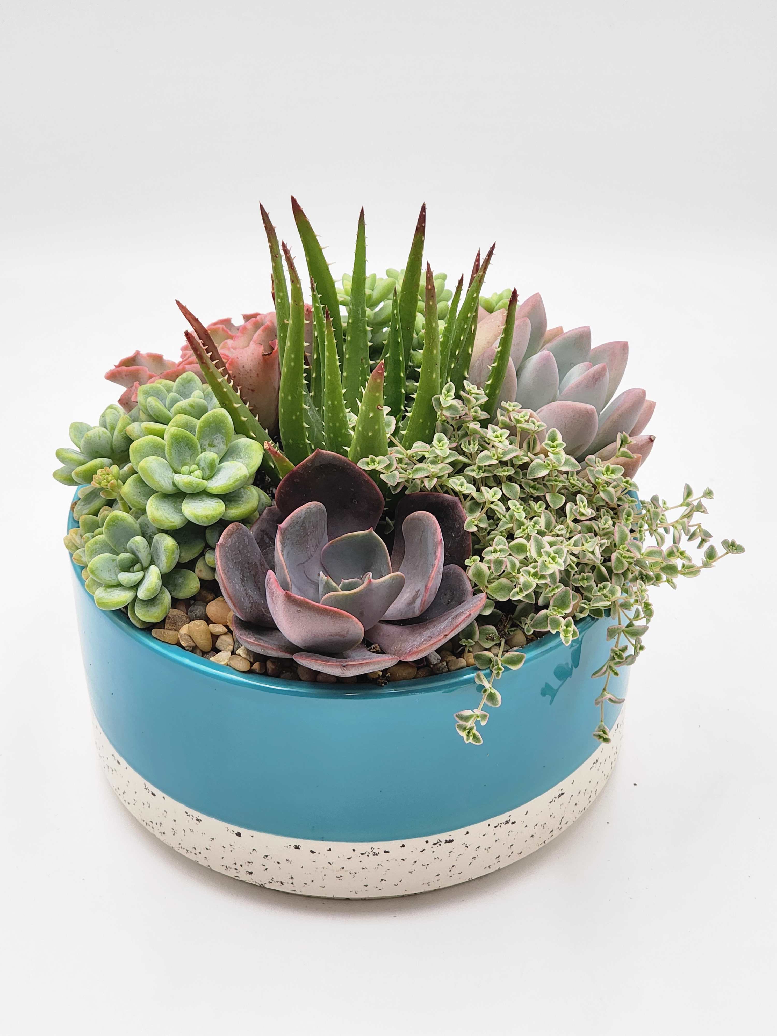 Small Blue Ceramic Succulent Planter - A 8"x7" blue ceramic container full of a variety of succulents. Colors will vary.