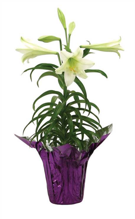 Easter Lily - Enjoy the fragrance of a beautiful Easter Lily, only available during this season.