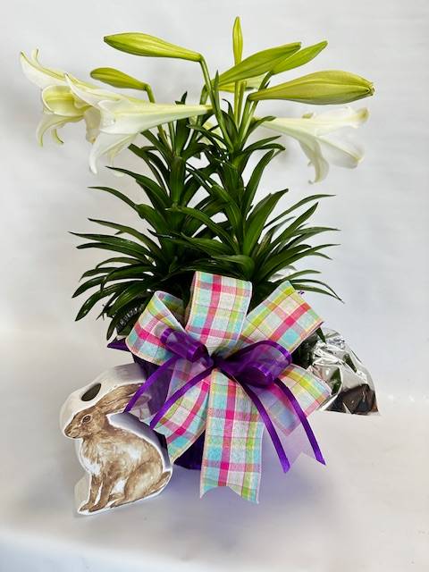 Easter Lily 8" - Easter lily in an 8" pot adorned with a spring bow