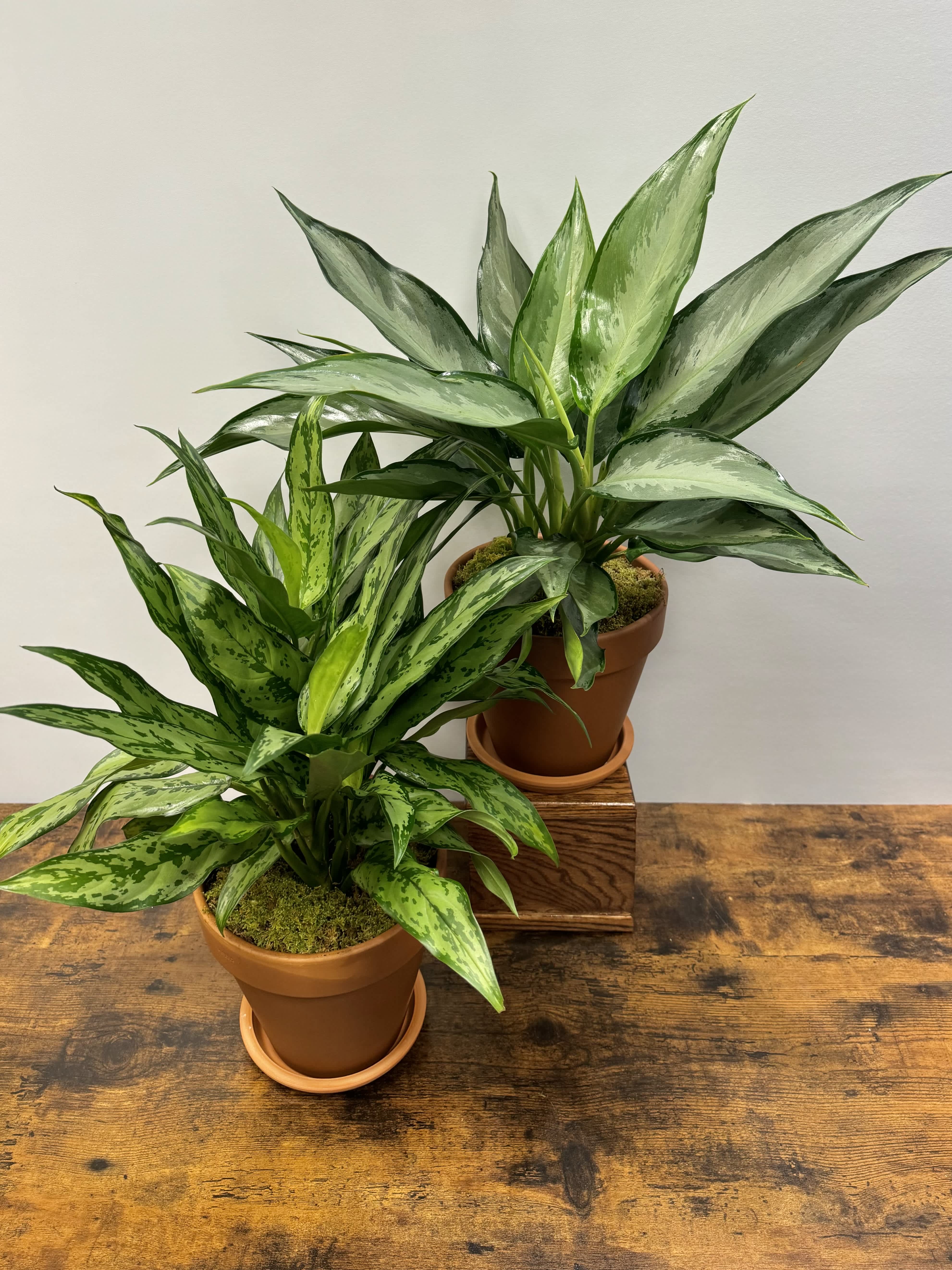 Chinese Evergreen - .