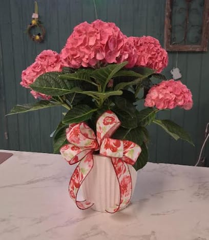 Pink Potted Hydrangea with Bow! - Pink Potted Hydrangea with Bow!