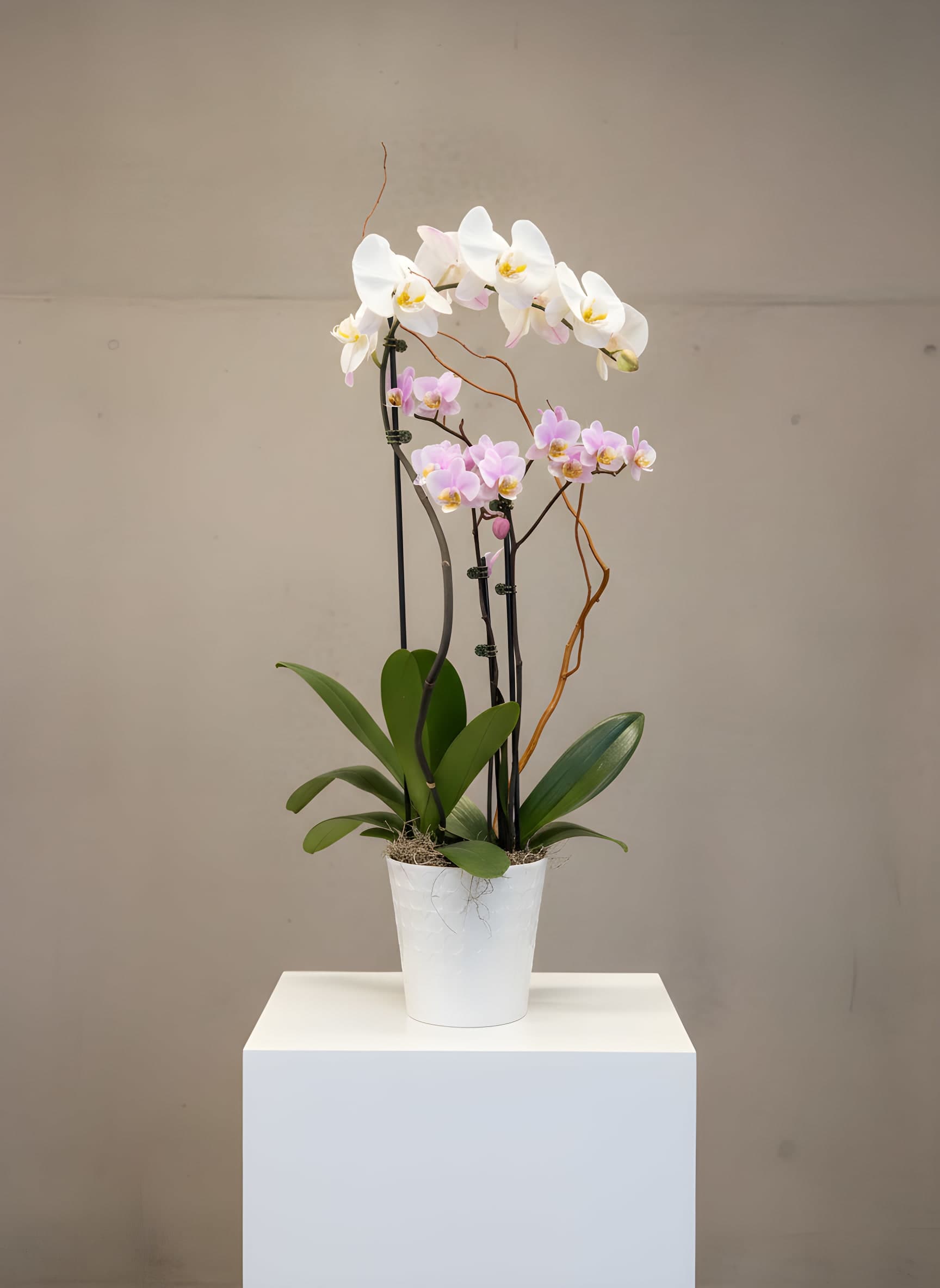Hepburn Orchid  - Step into the pass with this exhilarating orchid