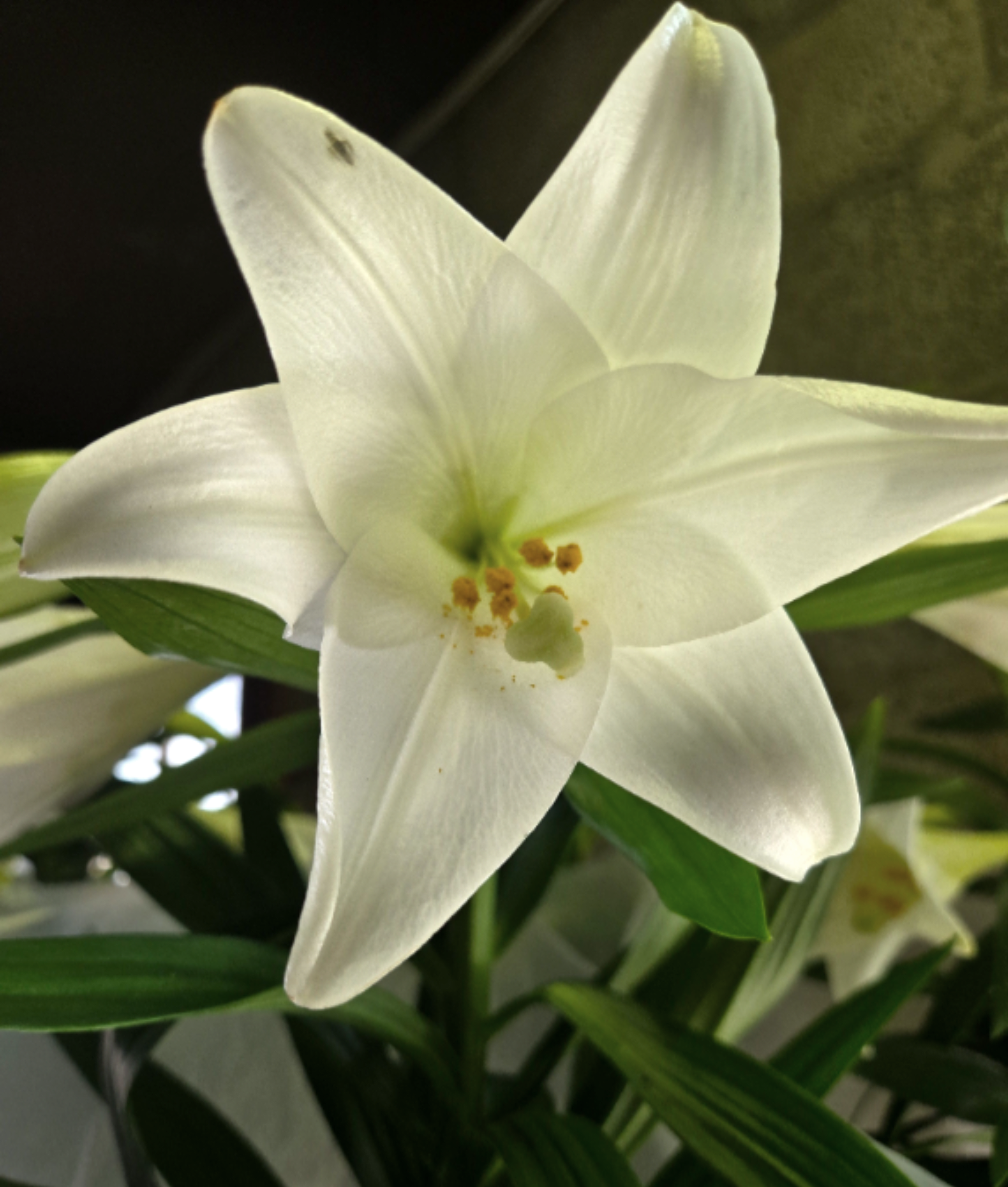 Easter Lily Plant - Give the gift of a stunning and traditional white Easter Lily. Each plant features multiple buds and blooms. The fragrance is heavenly. After the plant has bloomed these lilies ca be replanted in the garden and enjoyed for years to come.