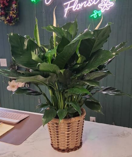 Peace Lily in Basket - 6Inch Peace Lily in Basket