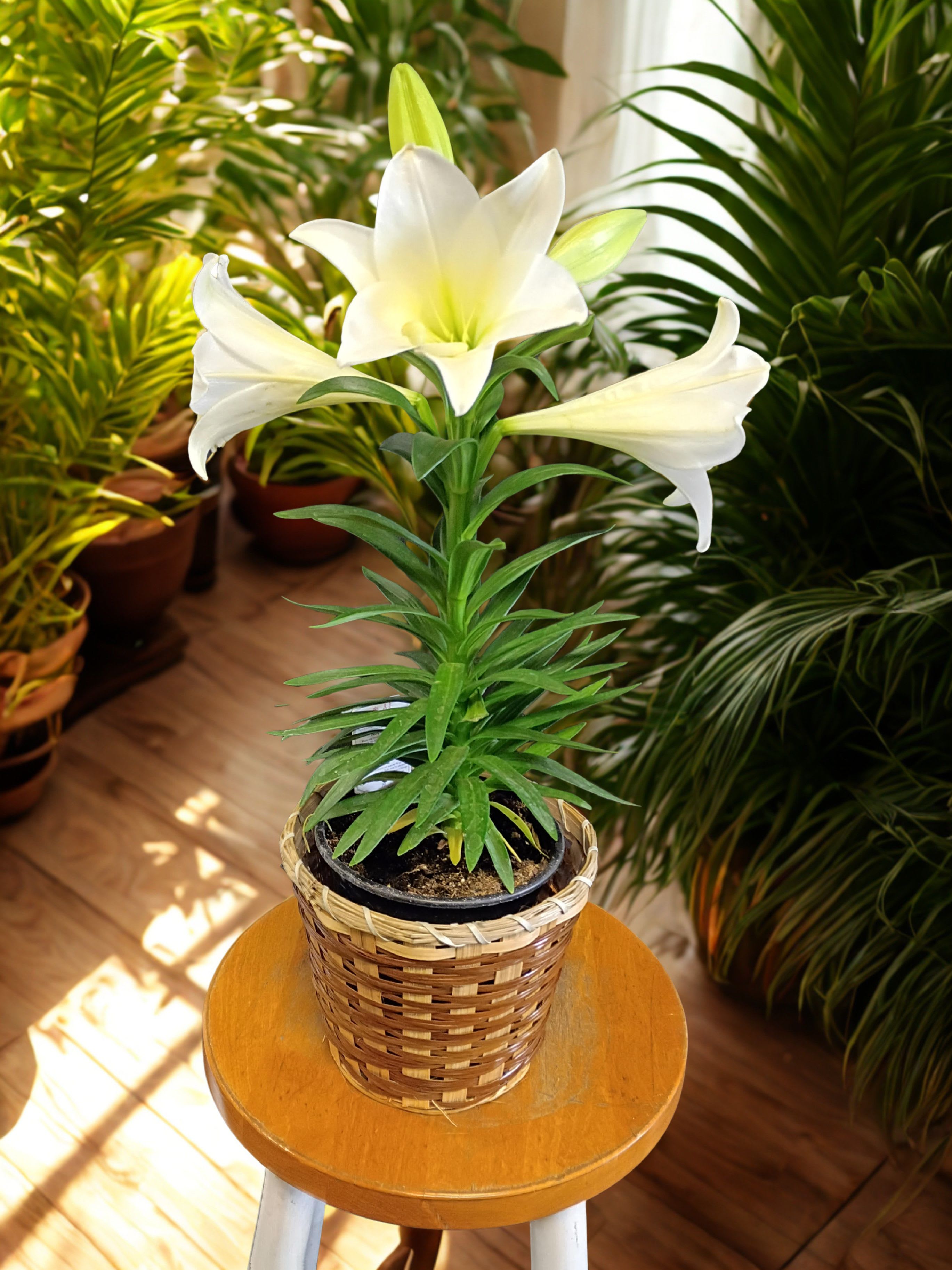 Easter Lily - The stunning, fragrant blooms of this traditional spring plant will brighten any home! This enchanting plant with its snow-white flowers is a joyful symbol of elegance, beauty, spirituality, hope, and life - retelling the resurrection story with its life cycle.