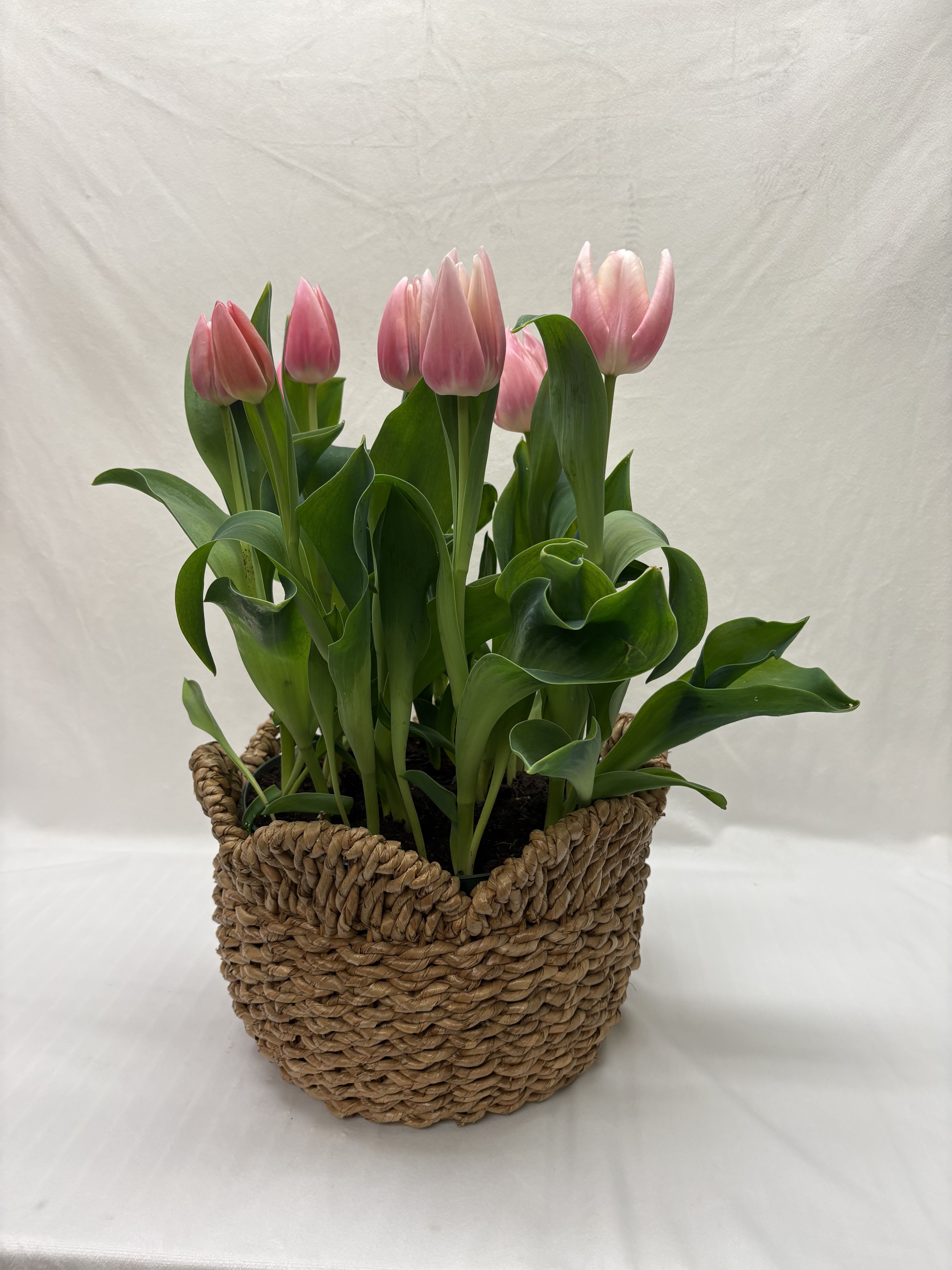 Large Tulip Basket - Fresh pink-color tulips arranged in a woven basket, 