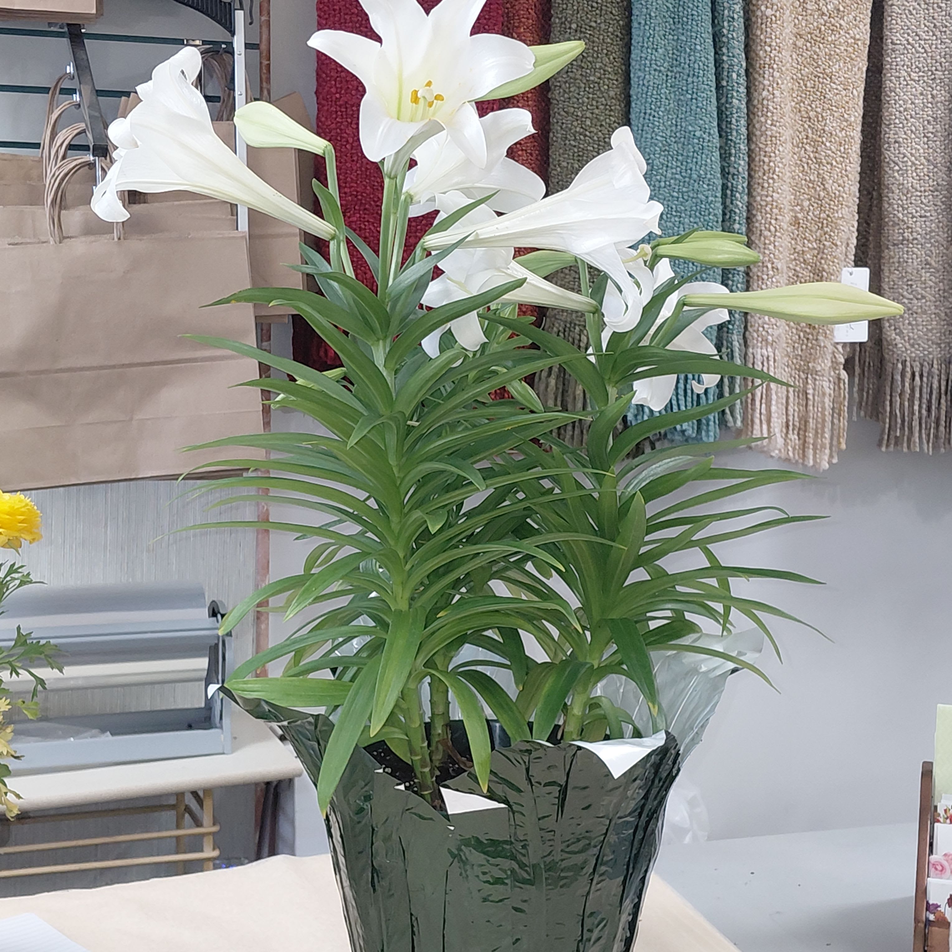Three Stem Easter Lily  - Featuring three sturdy stems, each plant is carefully cultivated to ensure a high bud count, offering a long-lasting display of pristine white flowers. : Available in decorative Foil &amp; Ribbon