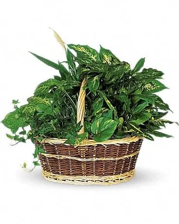 Basket of assorted green houseplants in a handled woven basket