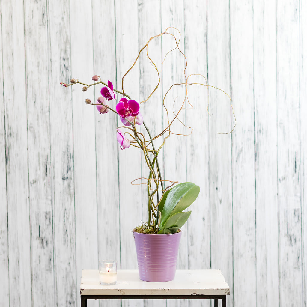 Oahu - Exotic and beautiful!  A phalenopsis orchid in a classic ceramic container reminds them that you think they are extra-ordinary for weeks! Lakeview Floral Staff will pick the best color and plant available.   Approximate Dimensions: 16" T X 12" W 