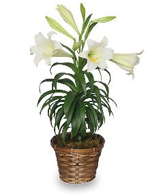 Easter Lily Plant  - Spring is here!! Beautiful Easter Lily Plant in basket. ** LOCAL DELIVERY ONLY **