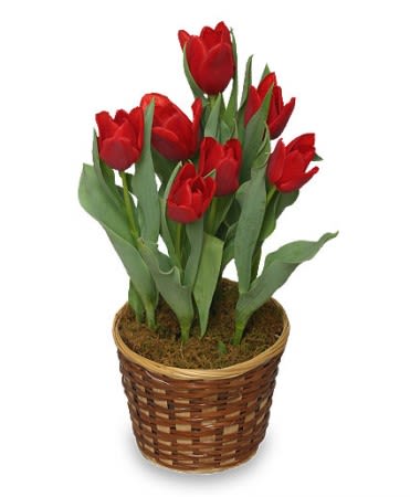 Tulip Bulb Plant  - Spring is here and so are our beautiful Bulb Plants. ** LOCAL DELIVERY ONLY **