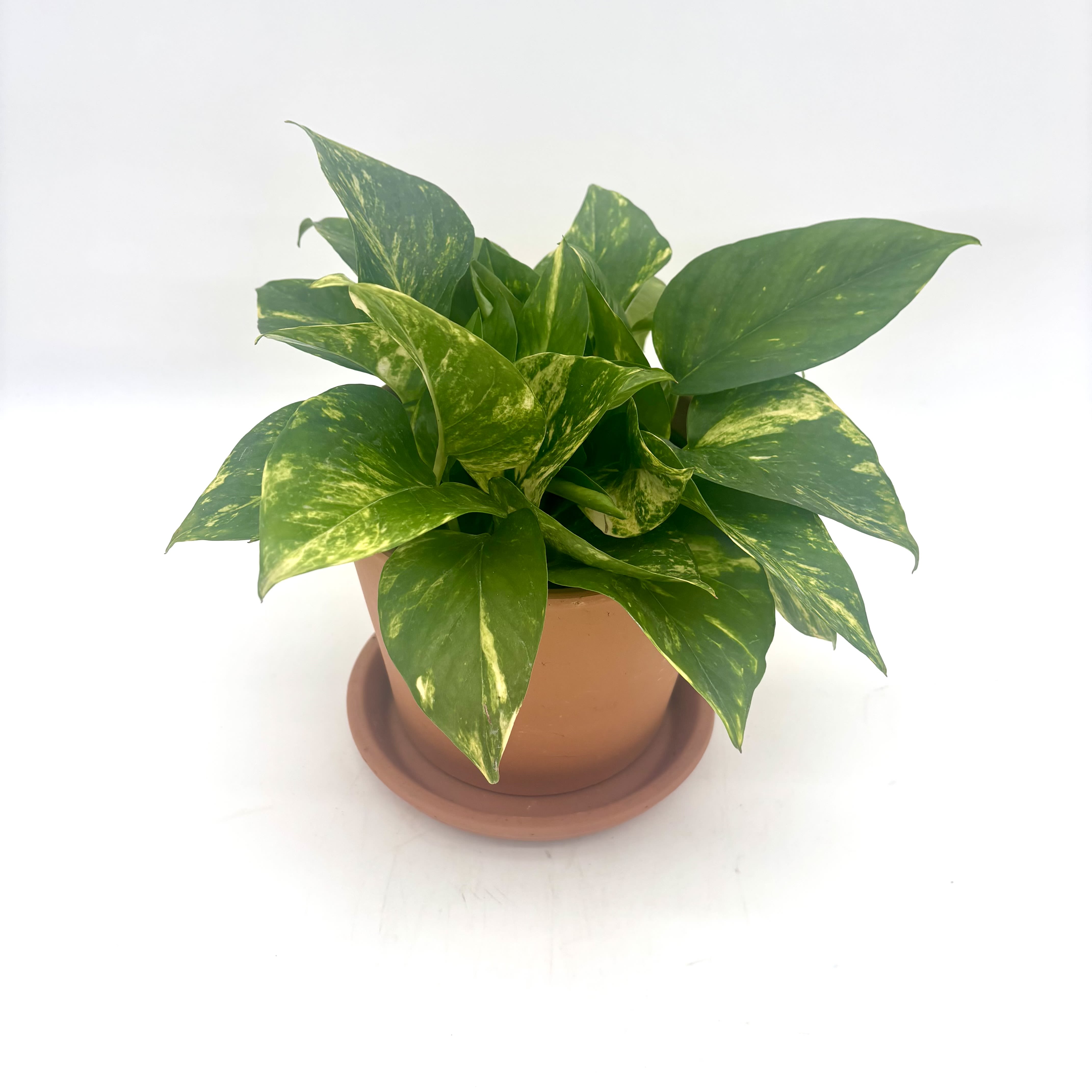 Golden Pothos - Perfect houseplant and easy to take of care. 6 inch Golden Pothos in a terracotta pot. 