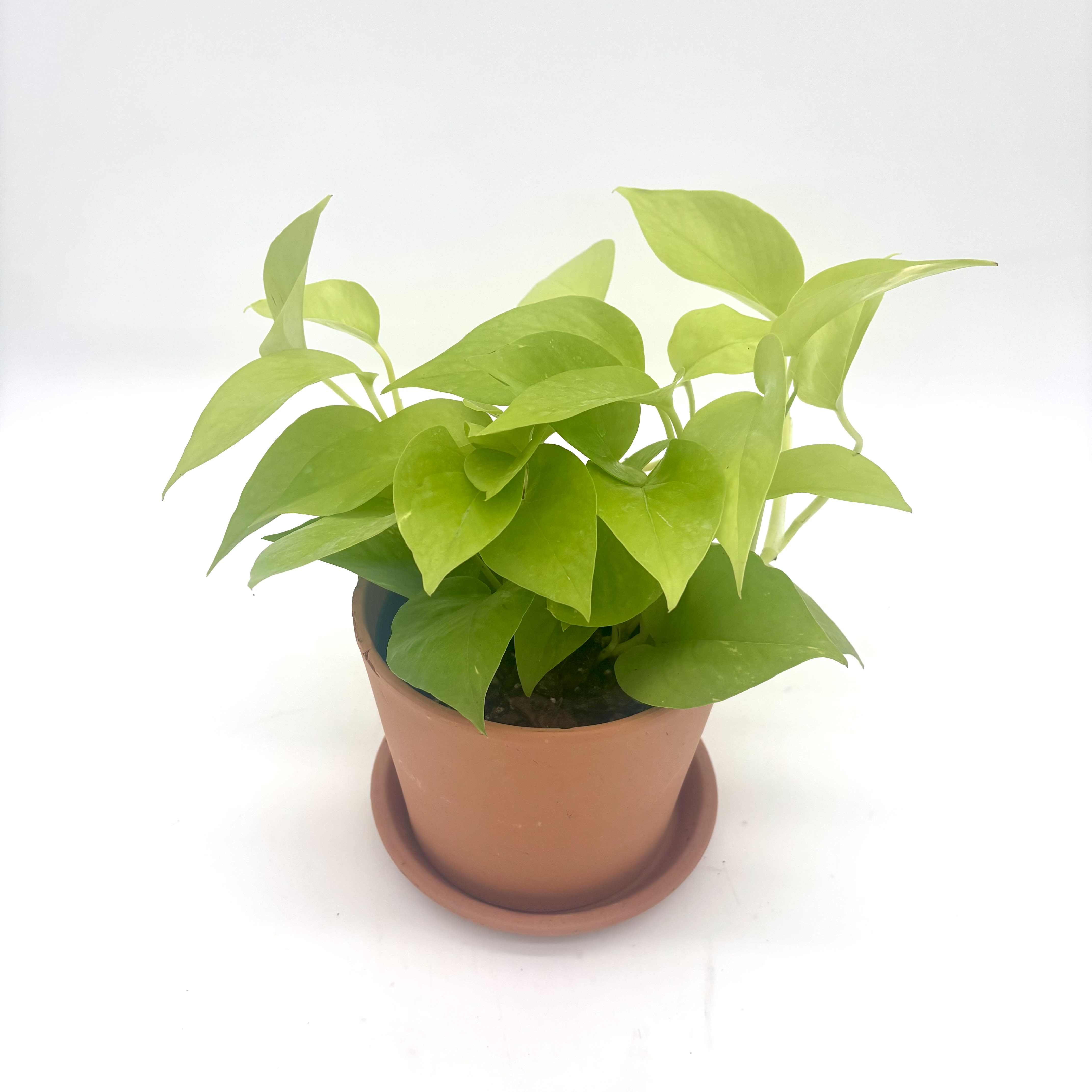 Neon Pothos  - Bright neon green houseplant. 6 inch container in a terracotta pot. 