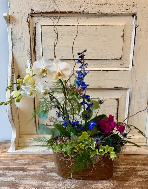 Orchid Planter - A double stemmed orchid plant is accompanied by an ivy and a small blooming cyclamen. All are nestled into a metal oblong container with branches and added fresh flowers. 