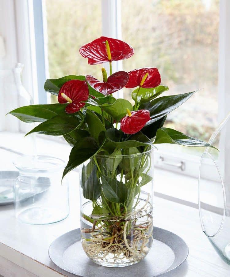 Anthurium - For the plant lover.... This is an Anthurium that is bare root planted in a clear vase as to take appreciation for the root system. Care is simple and these plants require very little to no sunlight.  