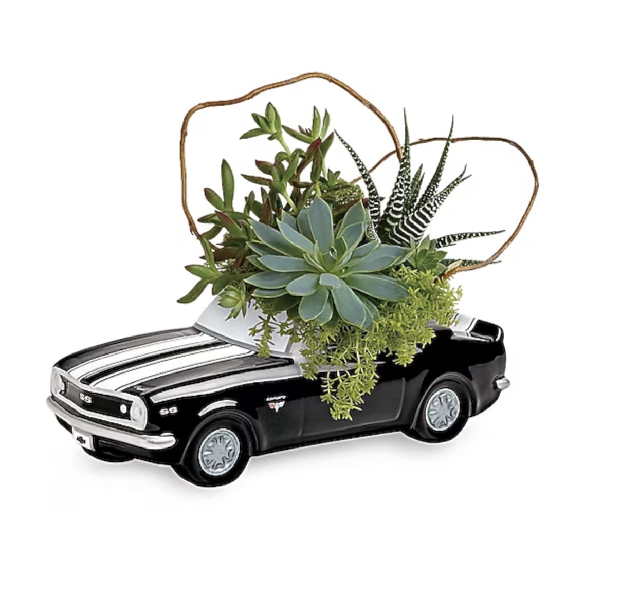 Chevy Camaro Plant Garden - Speed into Father's Day with a gift that's sure to get his engines going! Dad will love this vintage ceramic Chevy Camaro, bursting with beautiful succulents. This growing garden includes curly willow, green sedum succulent, large echeveria succulent, golden moss fern, and zebra haworthia. Delivered in a '67 Chevy Camaro keepsake.