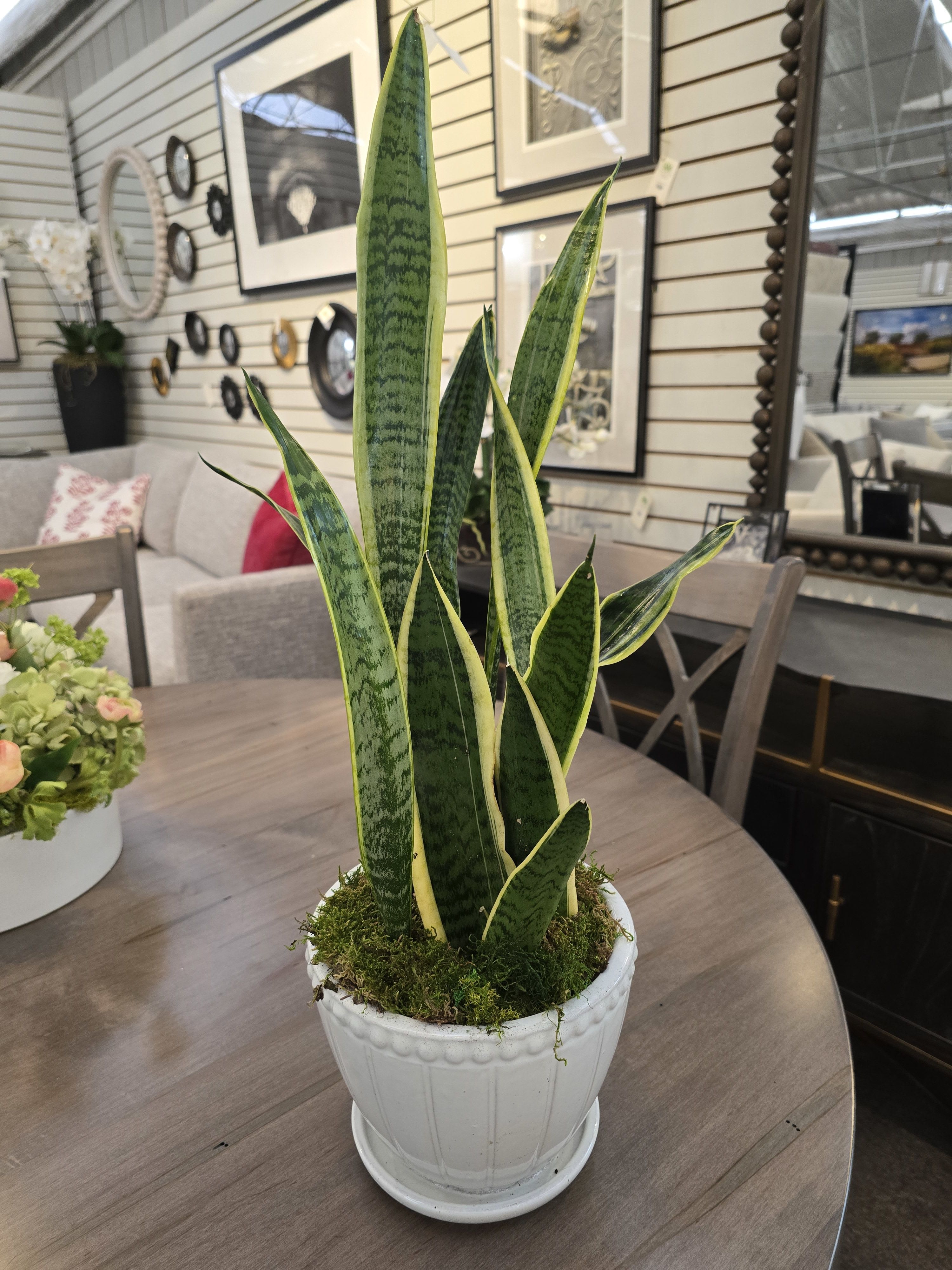 Potted snake plant with tall variegated green leaves in a white ceramic pot on a wooden table indoors