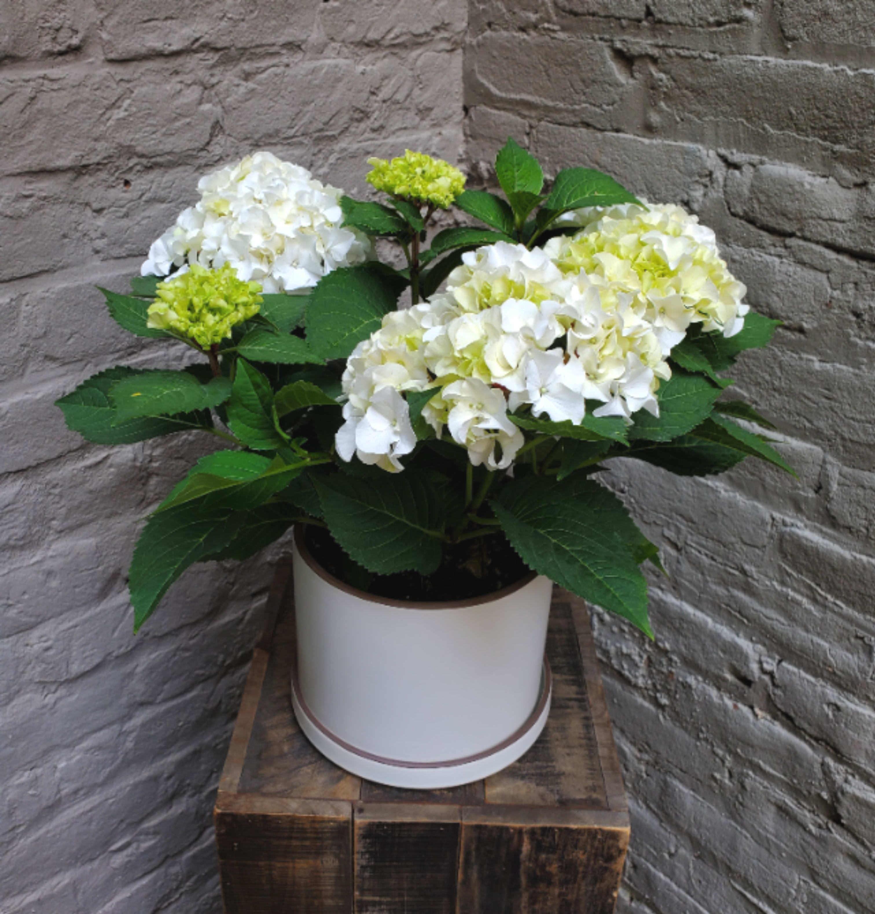 Potted Hydrangea Plant - A 6-inch potted hydrangea plant in a modern pot-and-saucer combo.