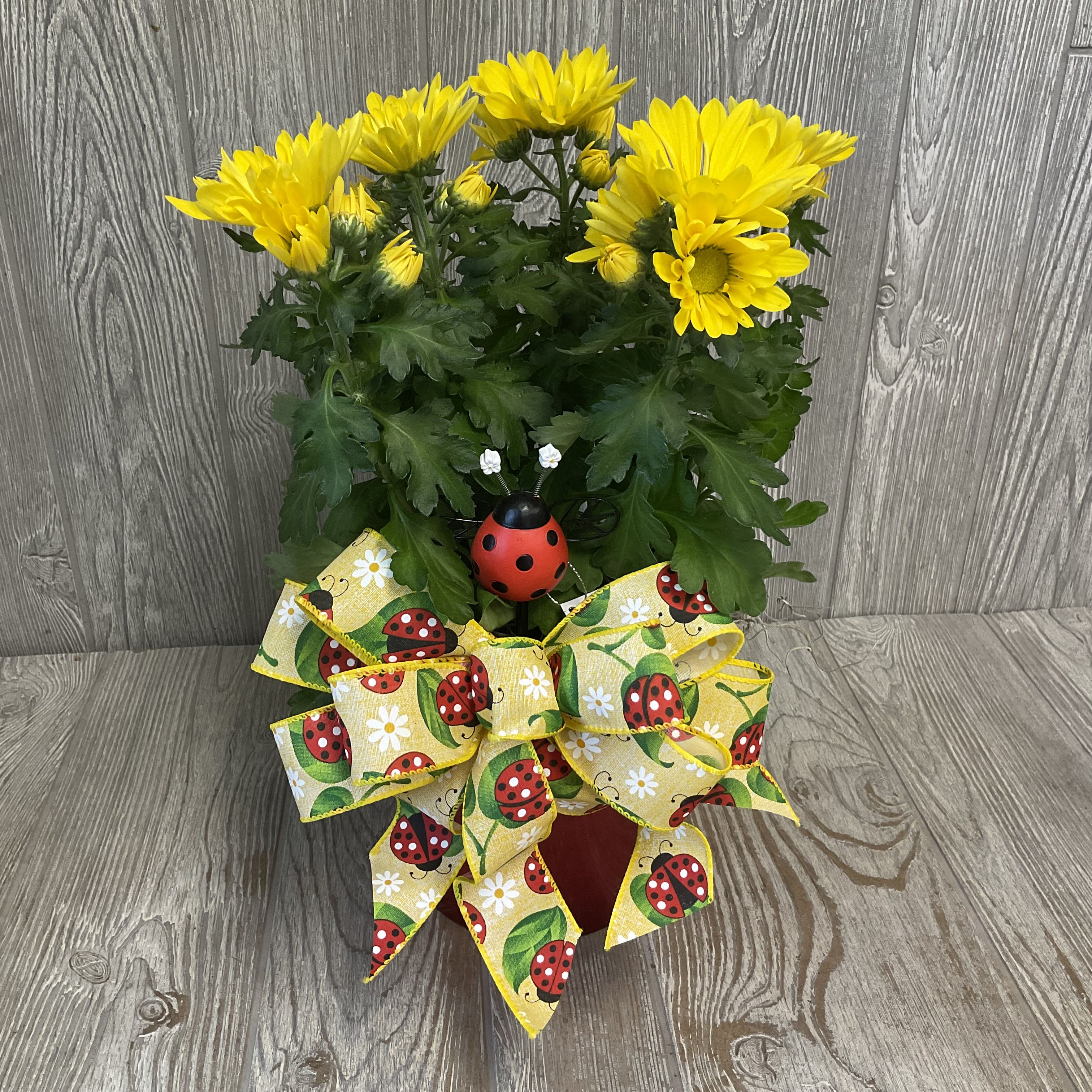 Daisybug  - A blooming chrysanthemum plant in a 6” melamine pot, adorned with a ladybug print bow and a ladybug garden pick. Colors may vary. 
