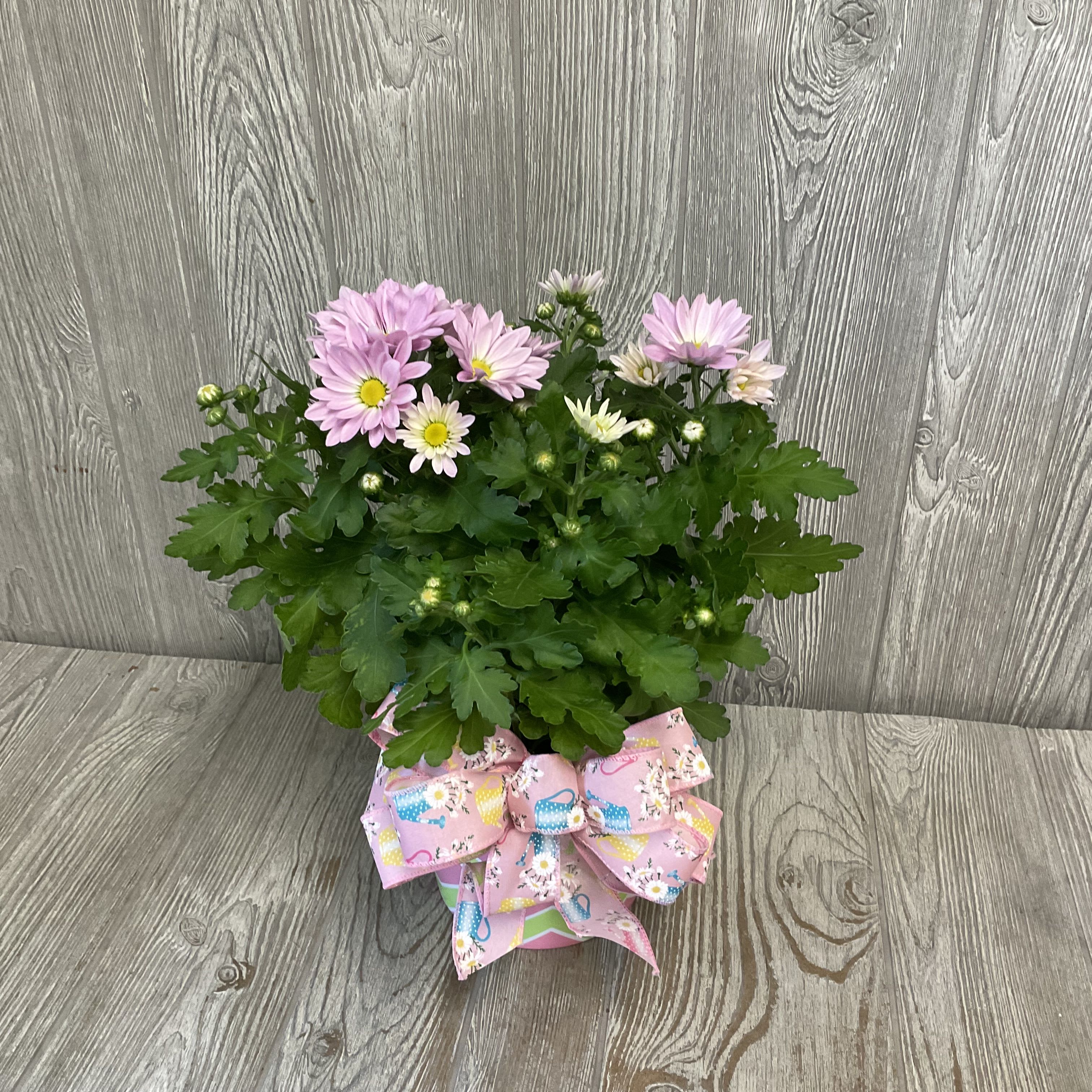 Blooming Mum - A blooming daisy plant in a colorful 6” melamine pot, adorned with a cute watering can print bow. Colors may vary. Please specify any preference in color in the notes. 