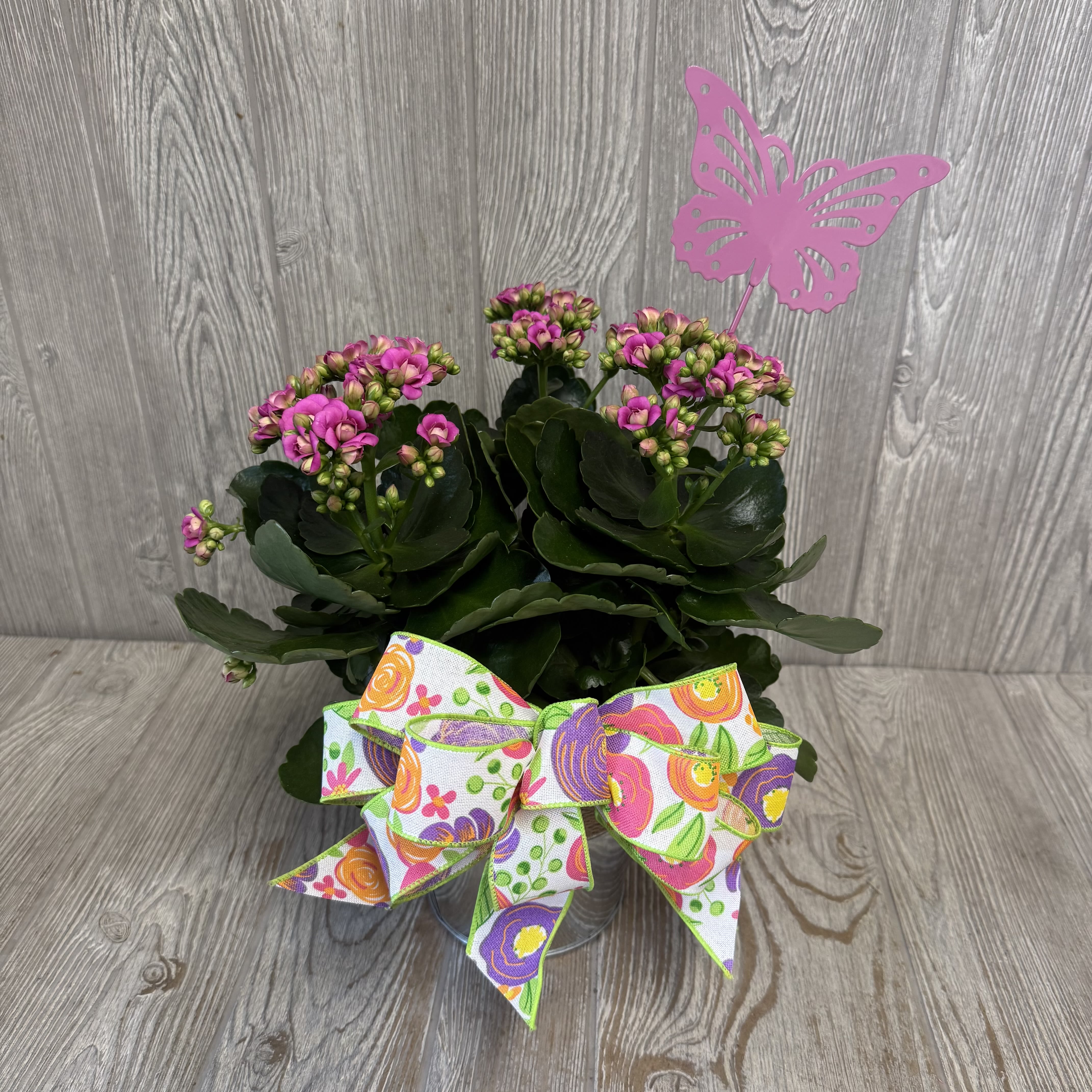 Booming Butterfly Kalanchoe Plant - A beautiful blooming kalanchoe plant, in a keepsake metal container, with a butterfly garden pick! Colors of blooms and butterfly may vary. 