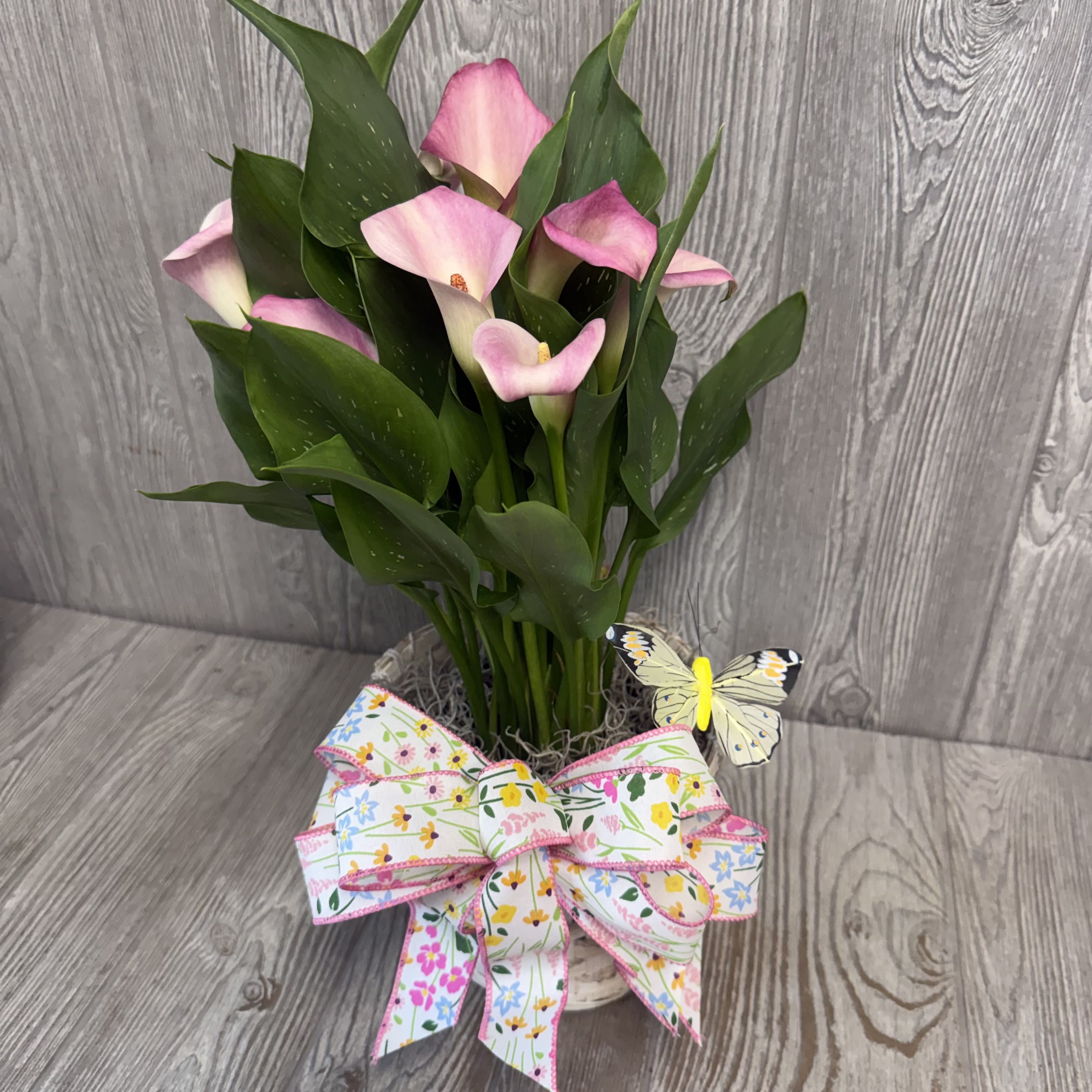 Blooming Springtime Calla Lily Plant - Blooming calla lily plant with a complimentary bow and butterfly inclusion, in a basket. Colors of blooms and butterfly may vary. 