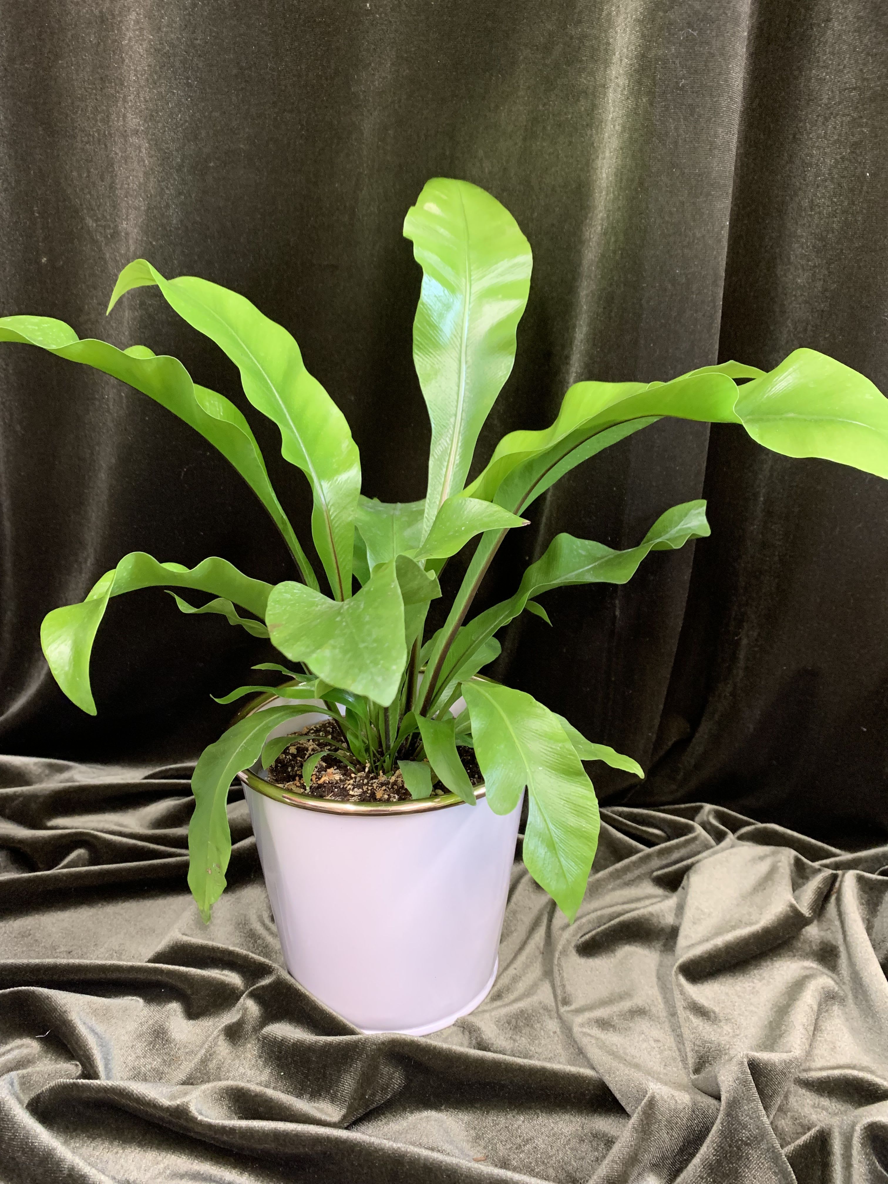 Lovely Birdsnest Fern Plant - Green Plant with ribbon in a green container 