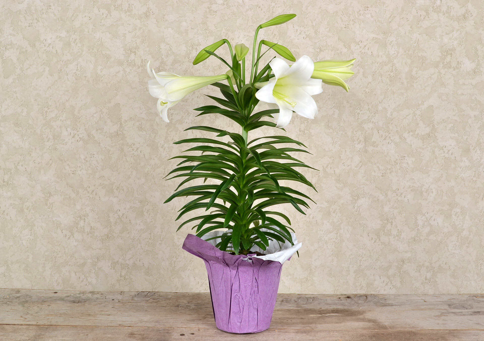 Easter Lily - Celebrate Easter with a Blooming Easter lily! Available in single plant, or Double plant.   Decorated with Easter foil, or a basket and spring-themed bow, this is the perfect decoration for your home or to give as a gift! 