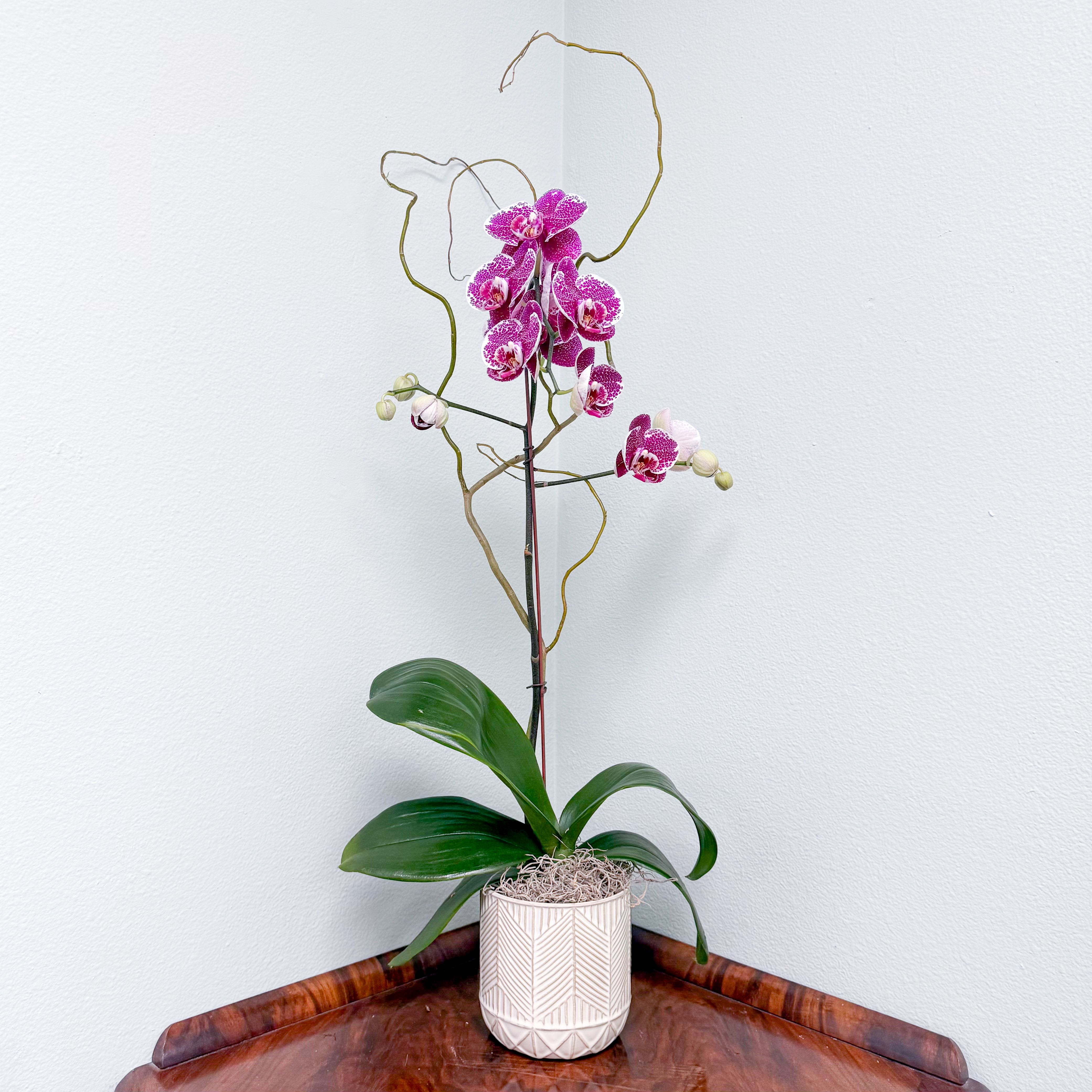 Phalaenopsis Plant - Single Stem Novelty Color - Elevate any space with this striking, sculptural orchid display--where modern minimalism meets organic artistry. When you select this Novelty colored orchid we will chose the best single stem phalaenopsis with blooming flowers and unopened blooms. The orchid is framed with twisting branches of curly willow and set in a textured ceramic vessel for a clean polished presentation. Perfect for entryways, offices, or as a thoughtful gift, this arrangement delivers long lasting blooms with minimal care-making it as practical as it is stunning.  Novelty colored orchids may come various shades of fuchsia, pinks, yellow or peach. 