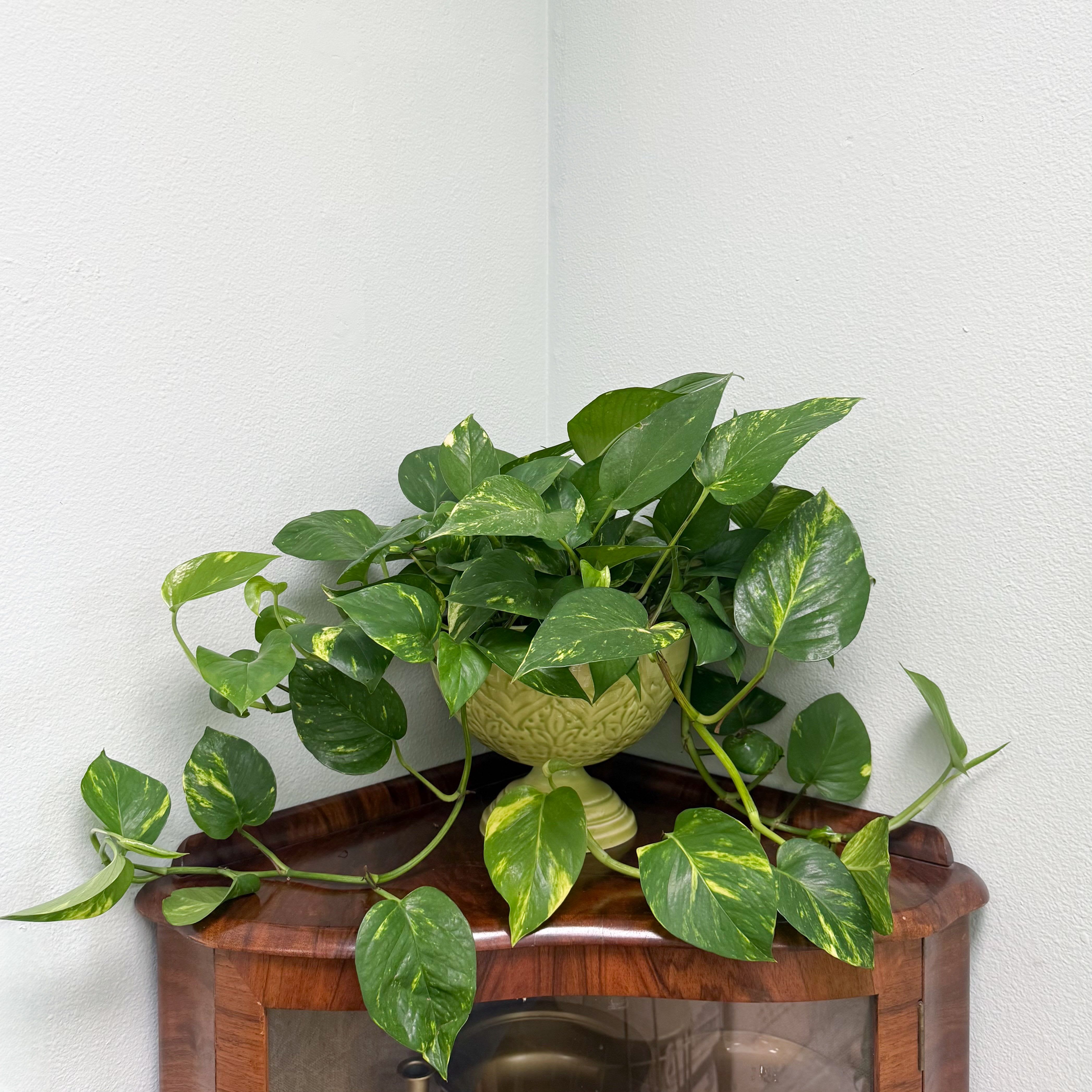 Golden Pothos in Vintage Enamel Planter - This gorgeous Golden Pothos is set in a vintage, lime green, enameled metal planter. For the plant lover in your life looking for something extra special for their home or office. 