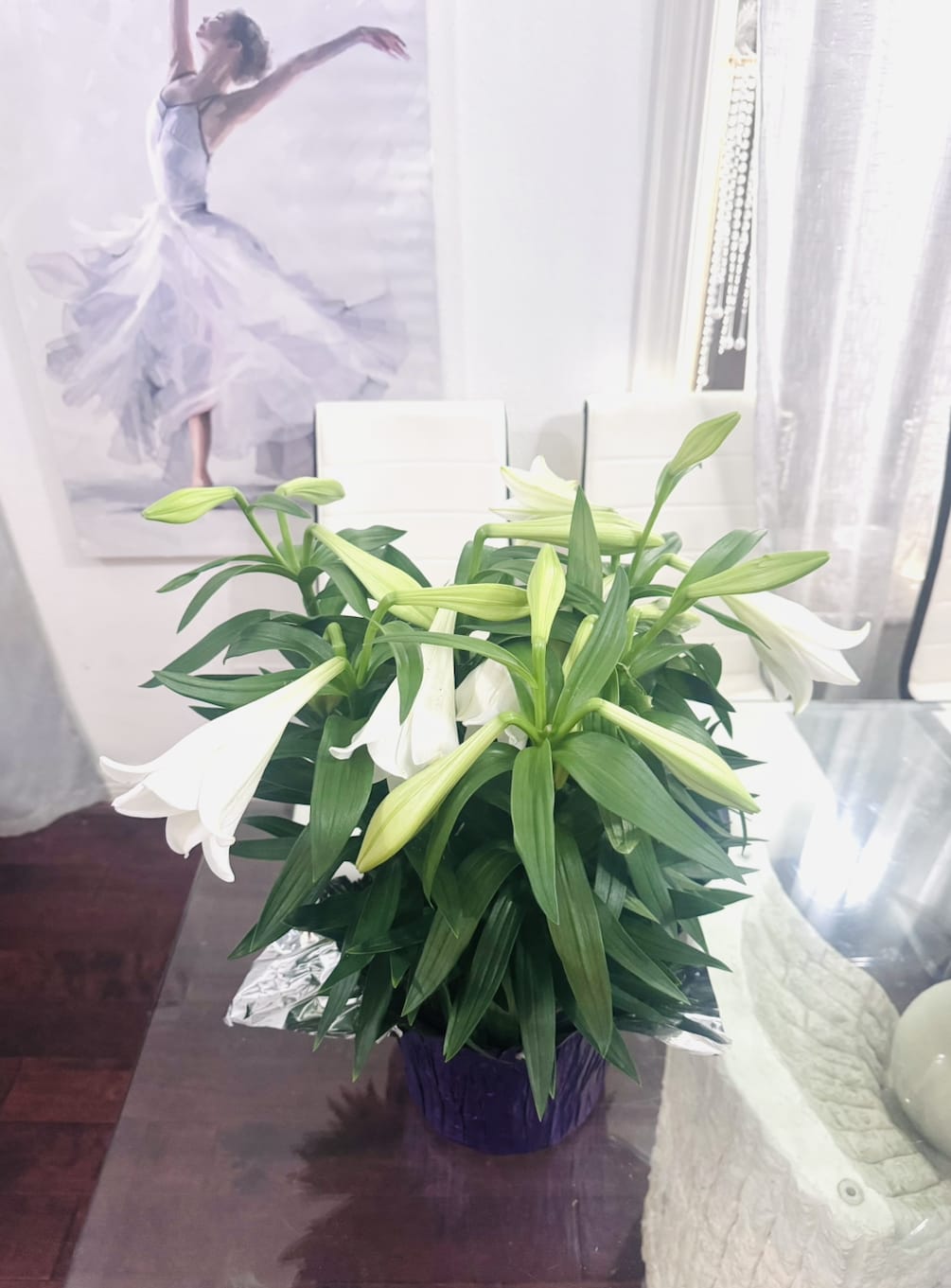 Fragrant Easter Lily Plant - This is Classic Easter Lily- a plant that carries both visual purity and a quit, unmistakable fragrance. The plant is clean, vertical, and structured, unlike mixed bouquet. Deep green, glossy leaves create a rich base, while long, trumpet- shaped white blooms rise above like soft signals of light. 