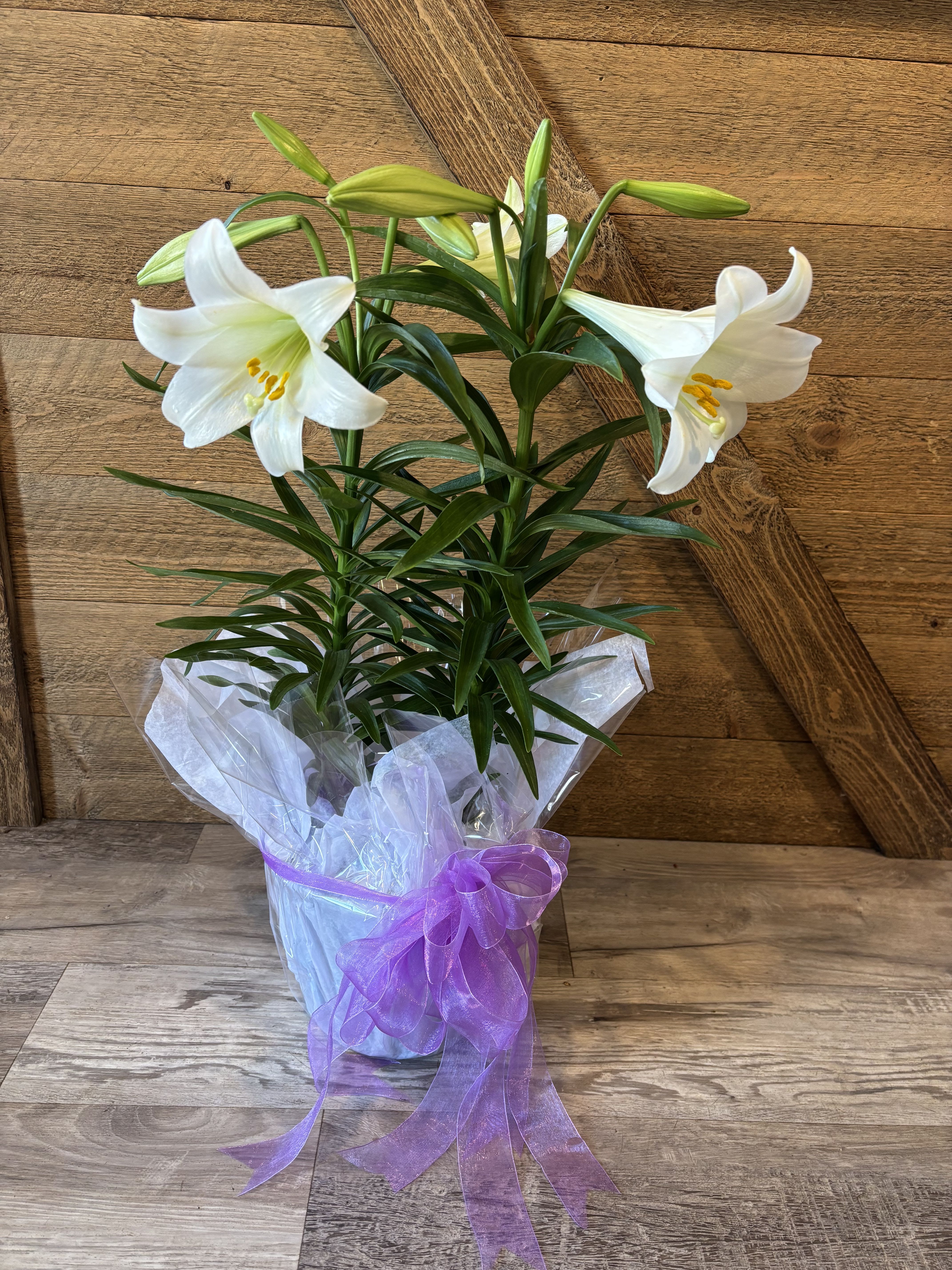 Double Easter Lily  - Beautiful double Easter Lily plat.