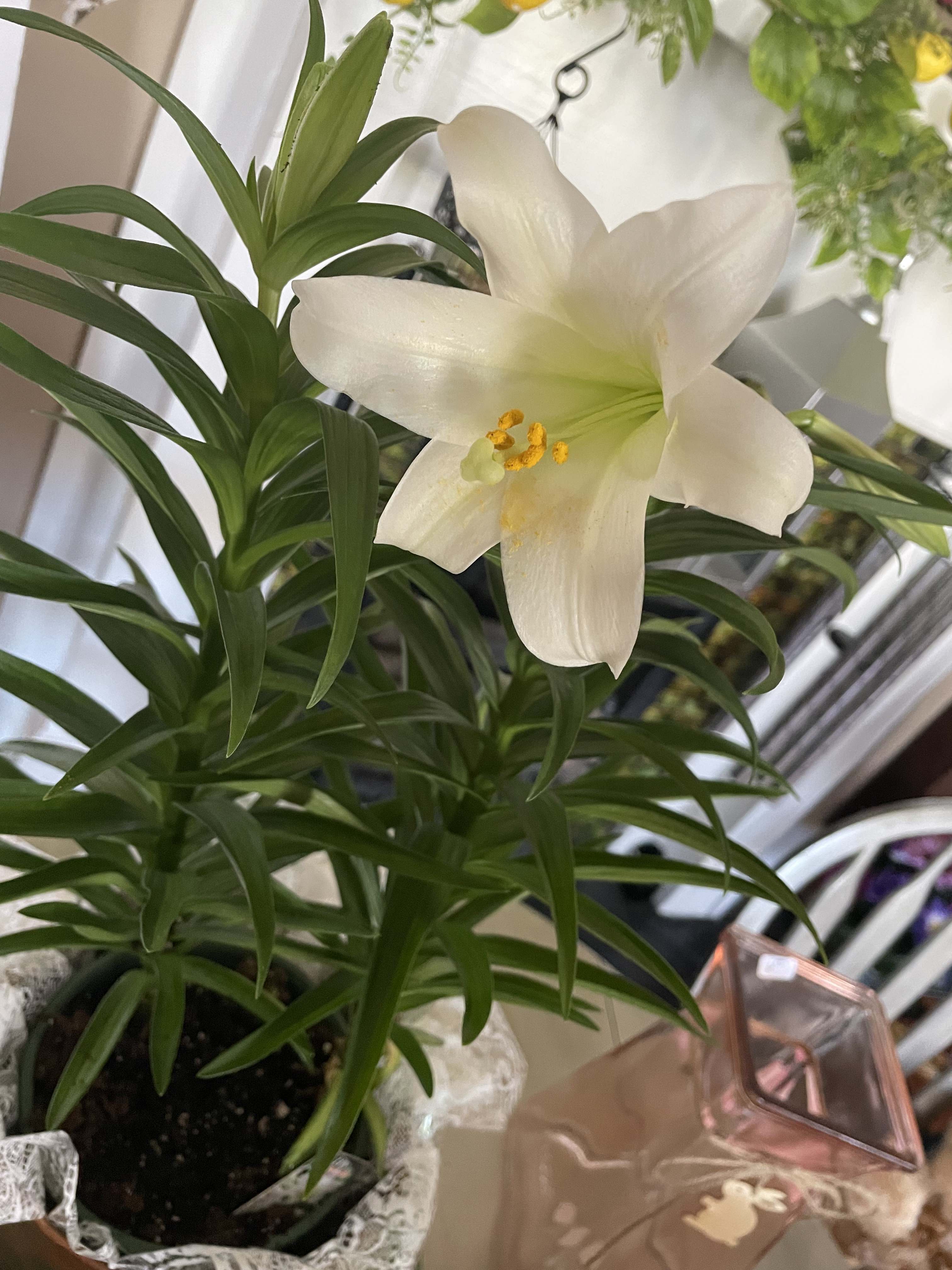  Easter Lily Plant - This classically beautiful white lily plant with its long, graceful leaves is the perfect choice for Easter or spring celebration. 6” wrapped festive  