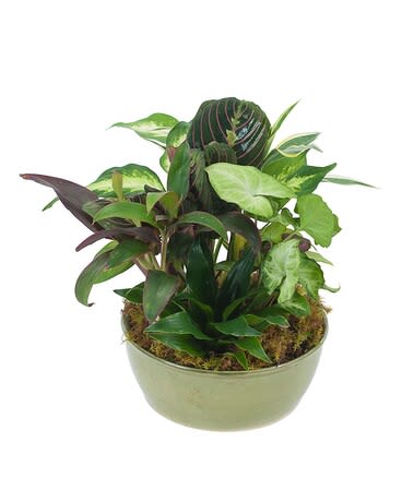 Small Dish Garden - A variety of green plants in a ceramic container.
